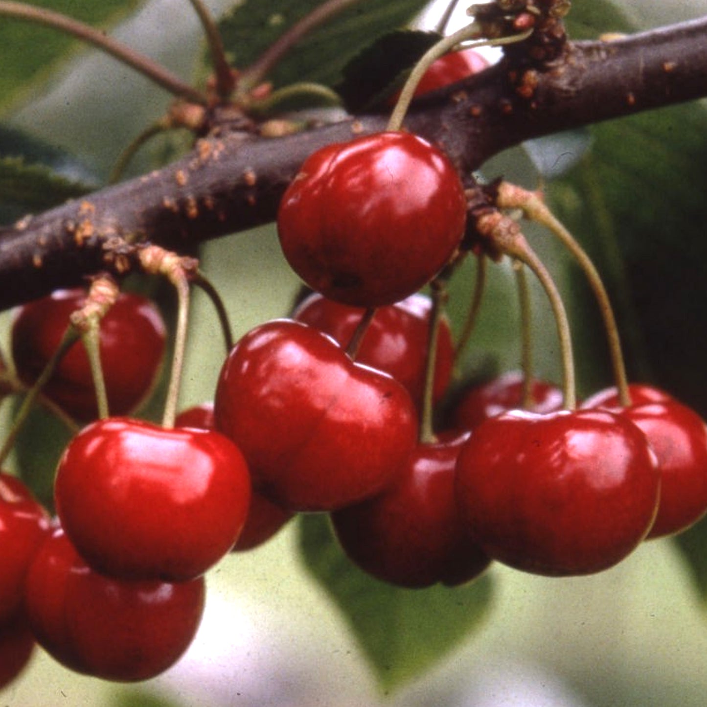 Cherry Sunburst Tree (7.5L, 4-5ft)