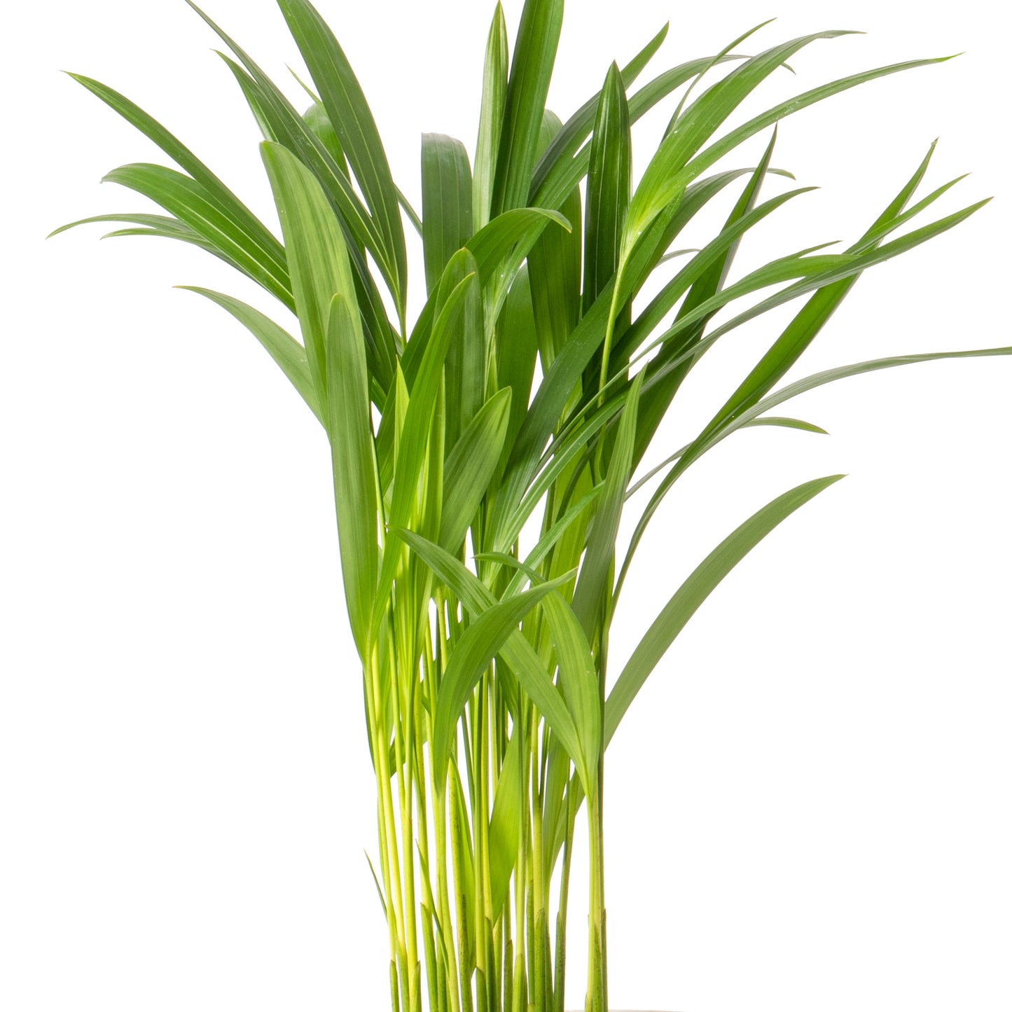 Palm Mix (Cycas Revoluta,  Livistona Rotundifolia, Areca Palm 12cm)