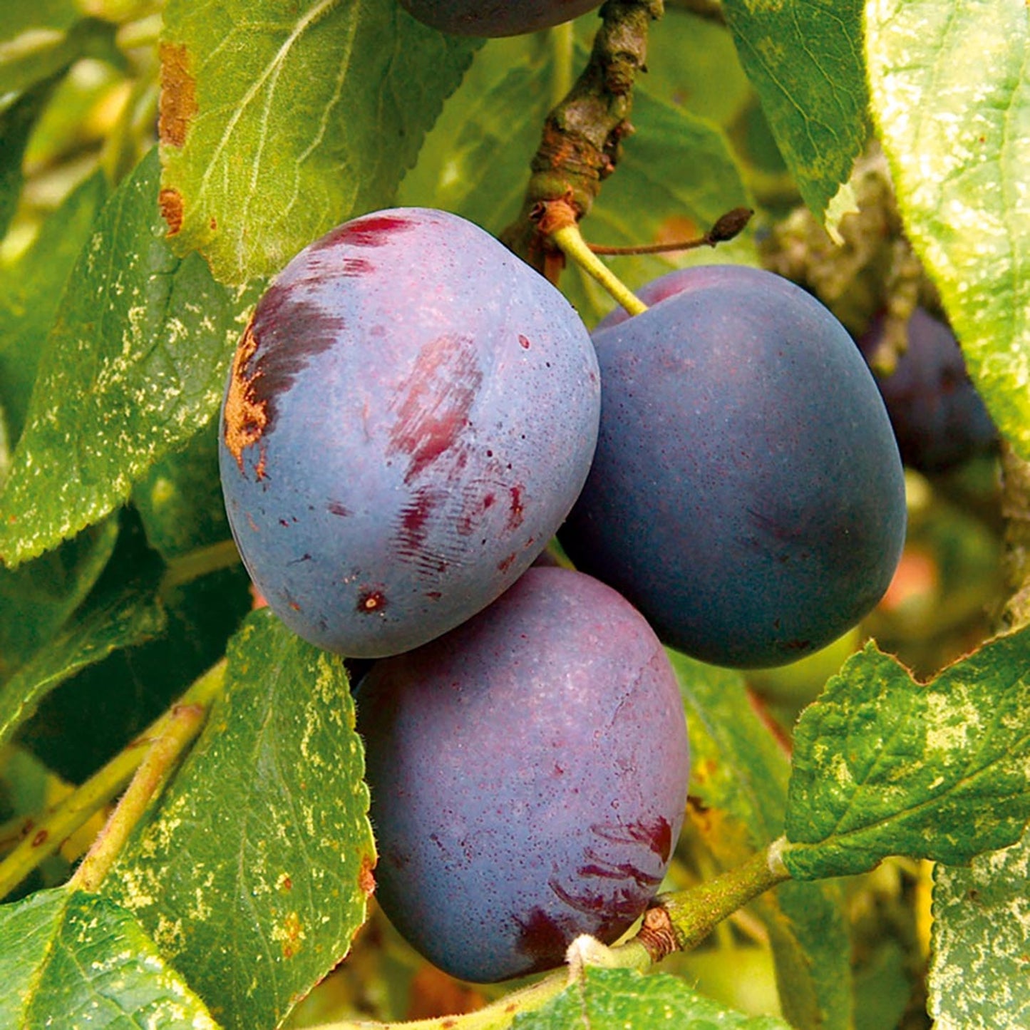 Plum Czar Tree (7.5L, 4-5ft)