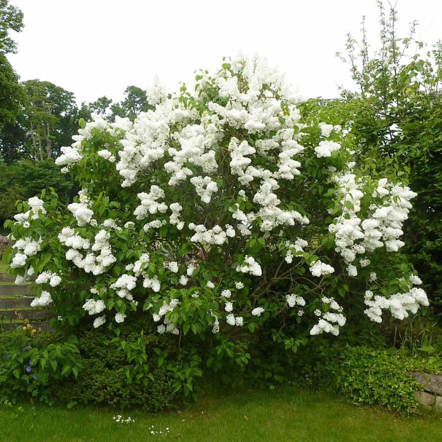 Syringa Madame Lemoine (10L, 5-6ft)