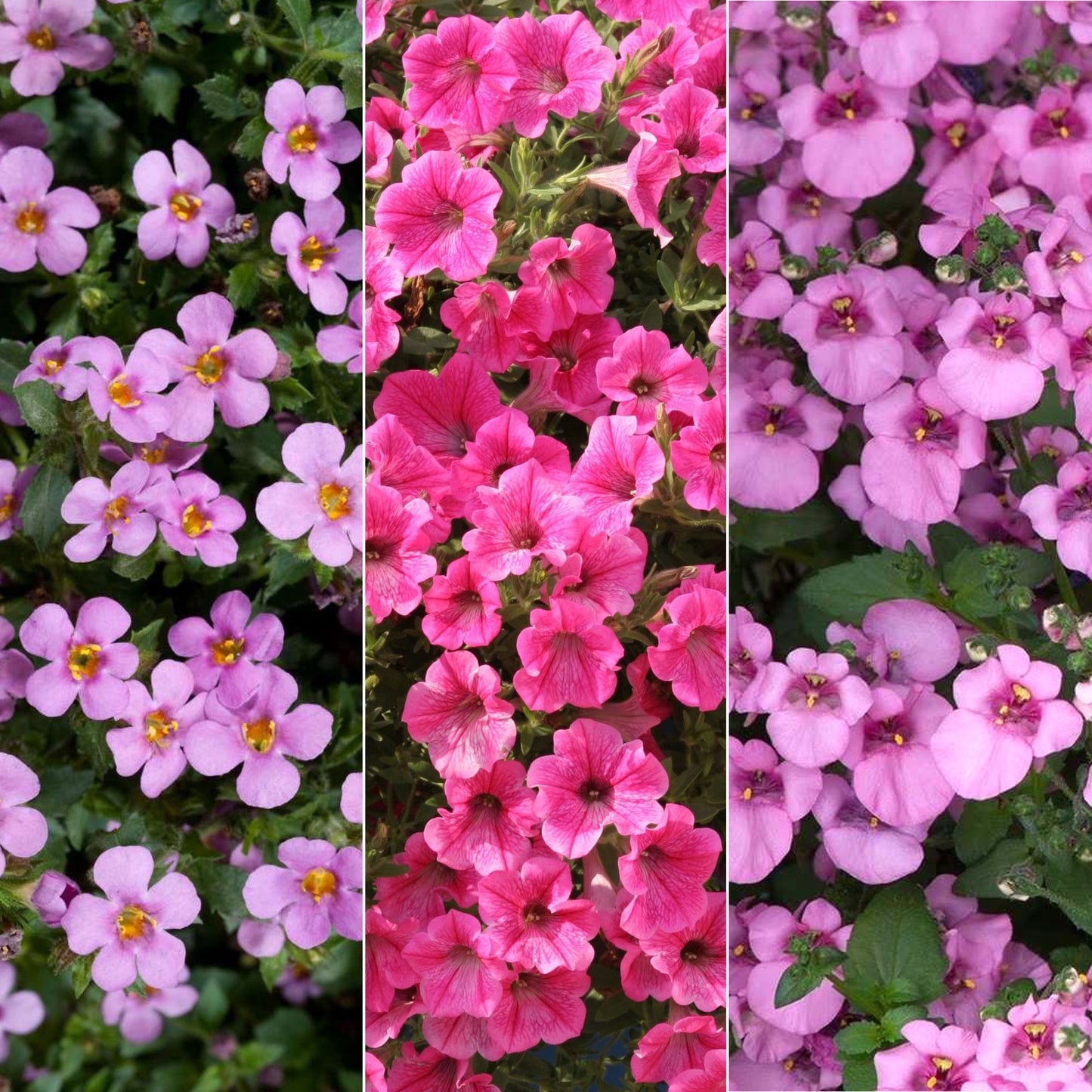 Basket Plants - Rose Shades (6 Pack)