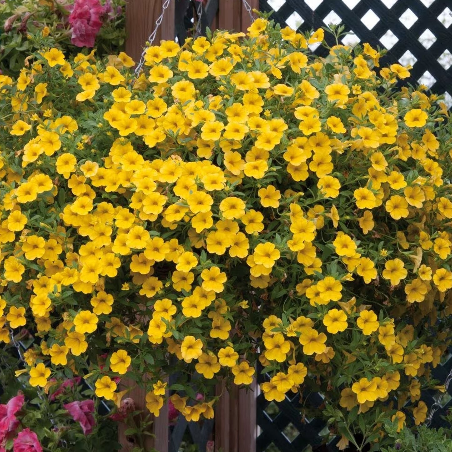 Basket Plants - Calibrachoa Deep Yellow (6 Pack)