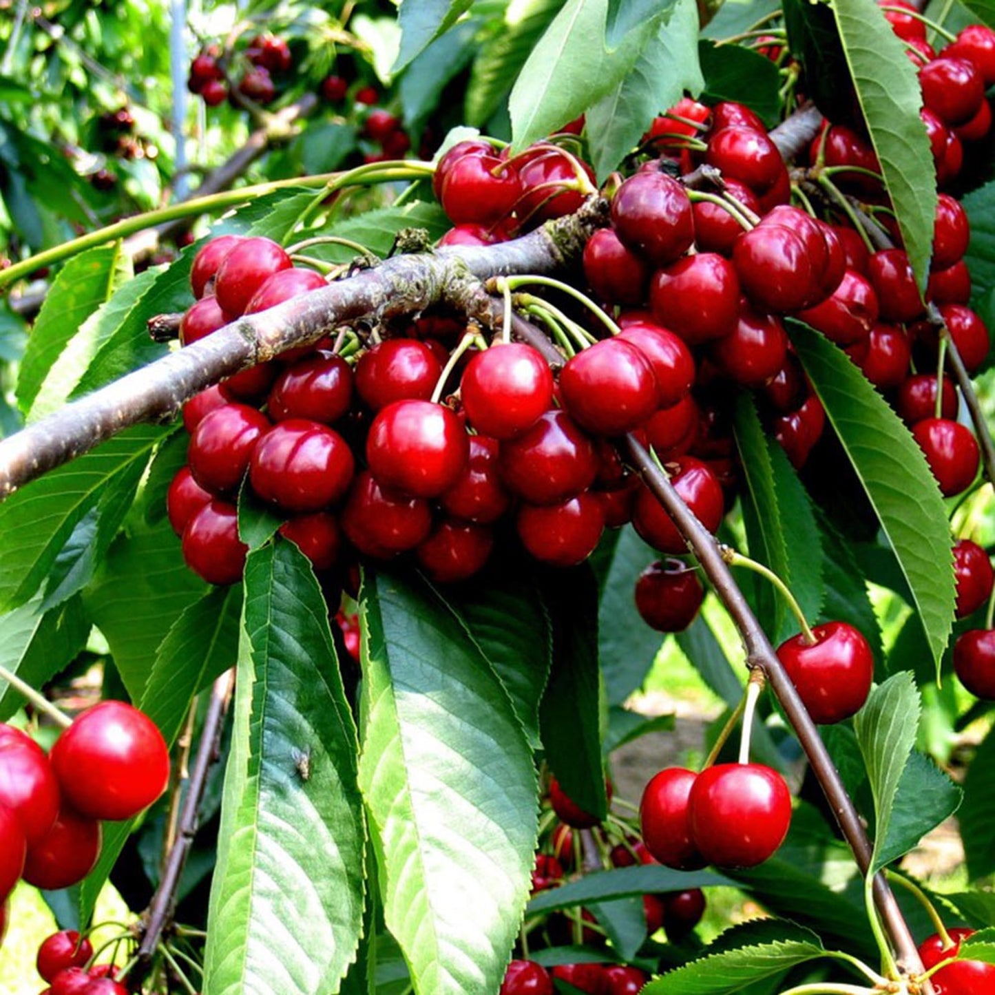 Cherry Duo Tree (7.5L, 4-5ft)