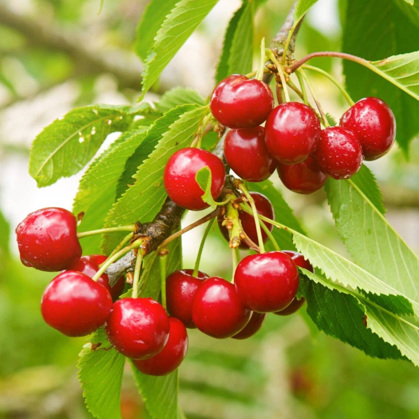 Cherry Stella Tree (7.5L, 4-5ft)