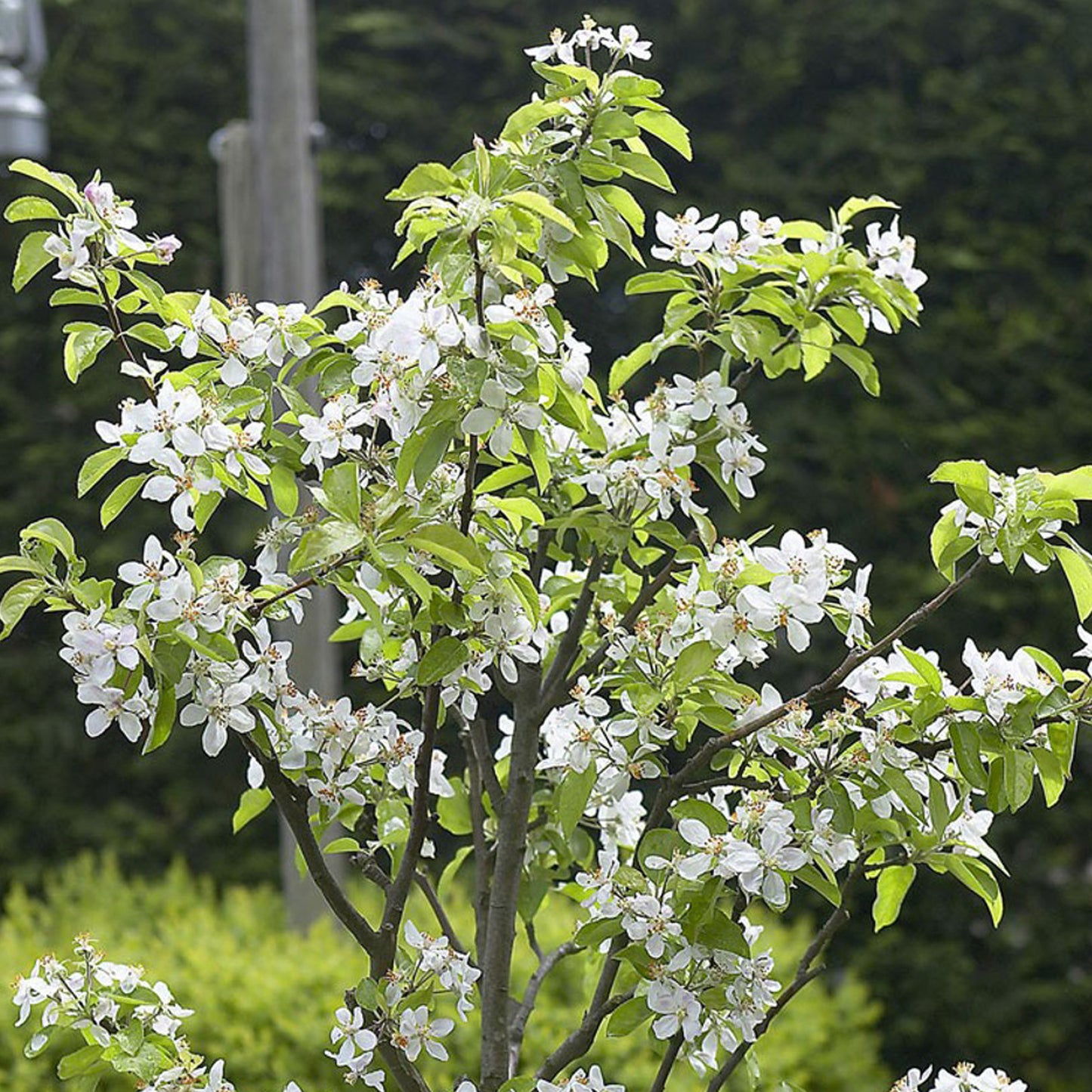 Cherry Sunburst Tree (7.5L, 4-5ft)