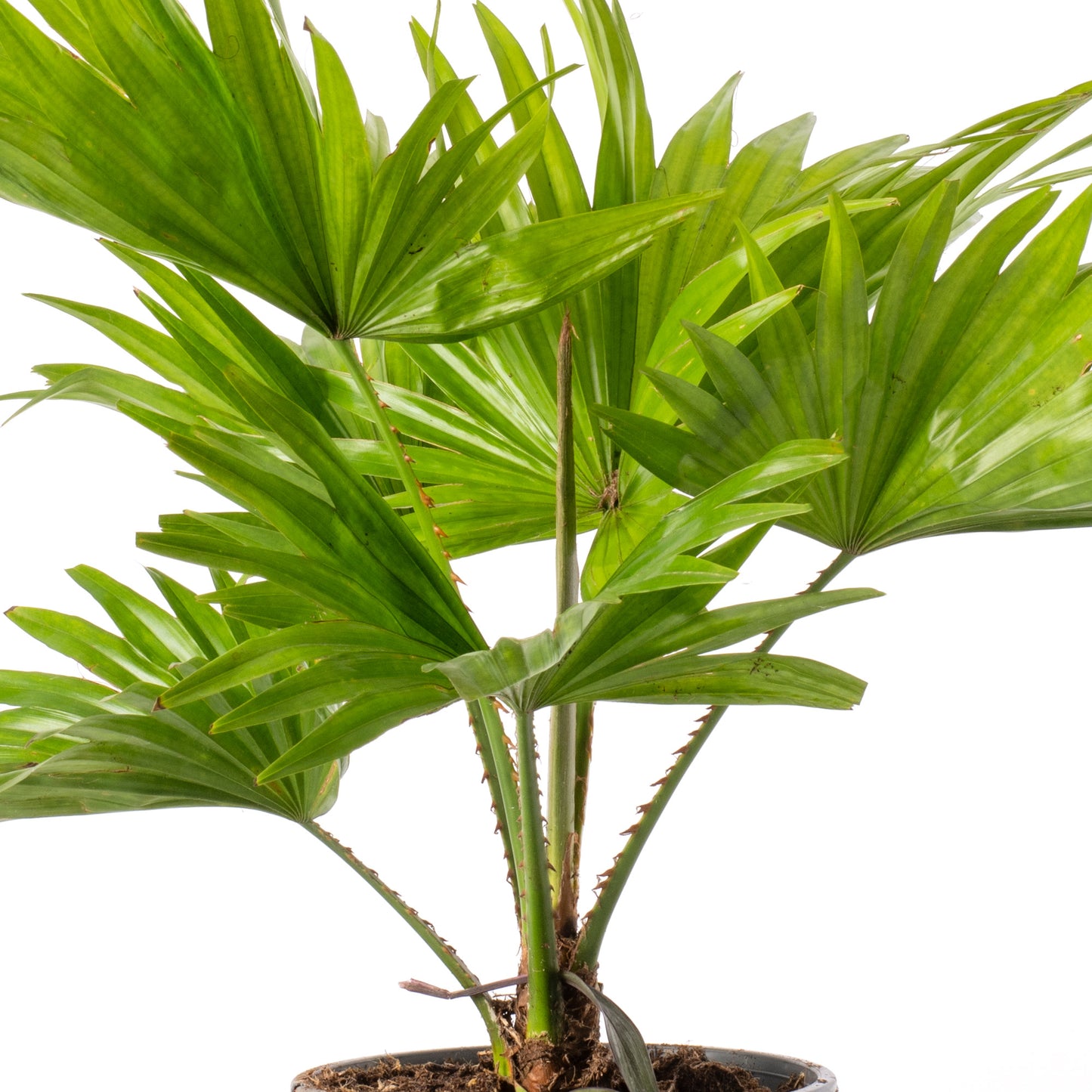 Palm Mix (Cycas Revoluta,  Livistona Rotundifolia, Areca Palm 12cm)