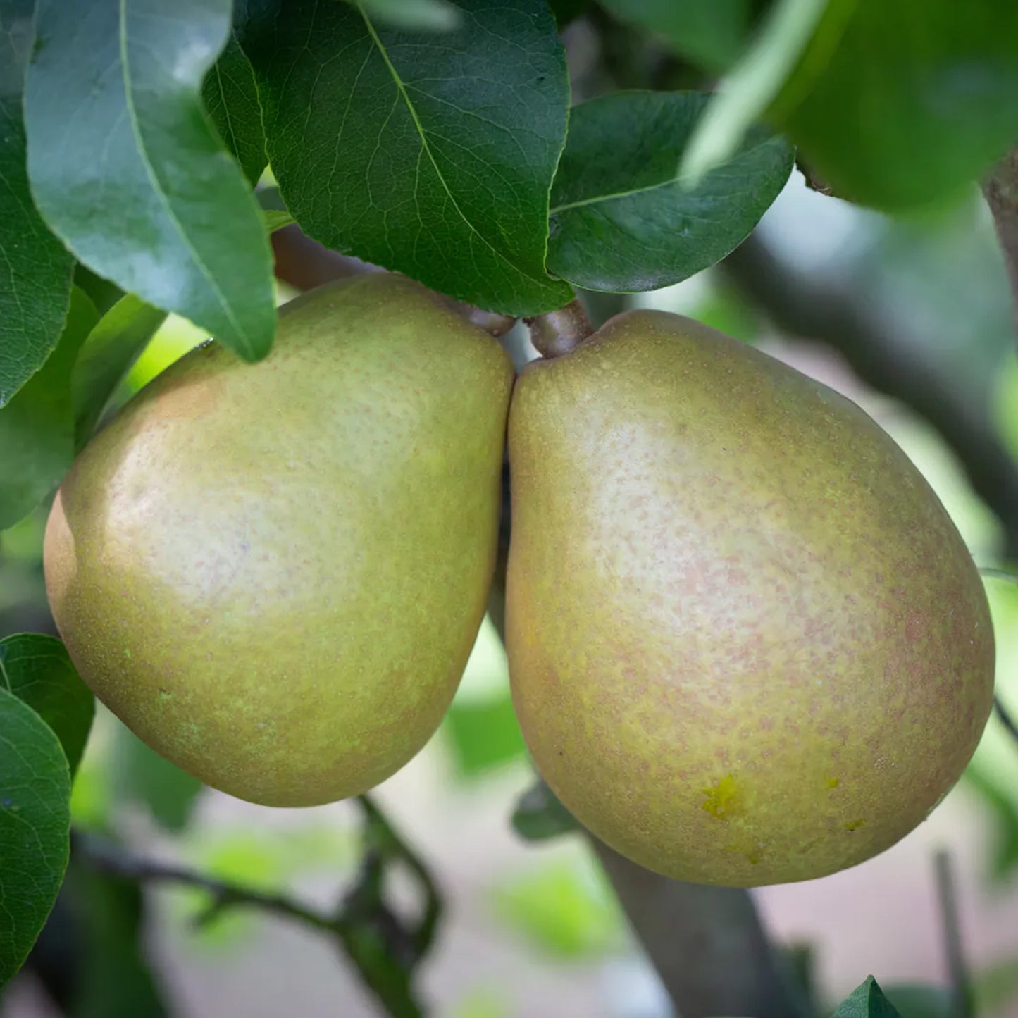 Pear Beurre Hardy Tree (7.5L, 4-5ft)