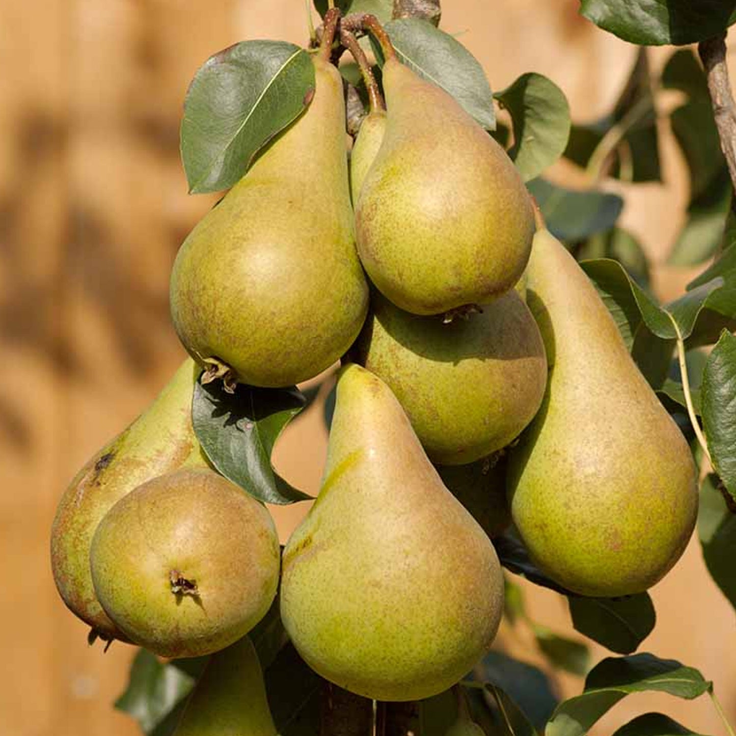 Pear Concorde Tree (7.5L, 4-5ft)