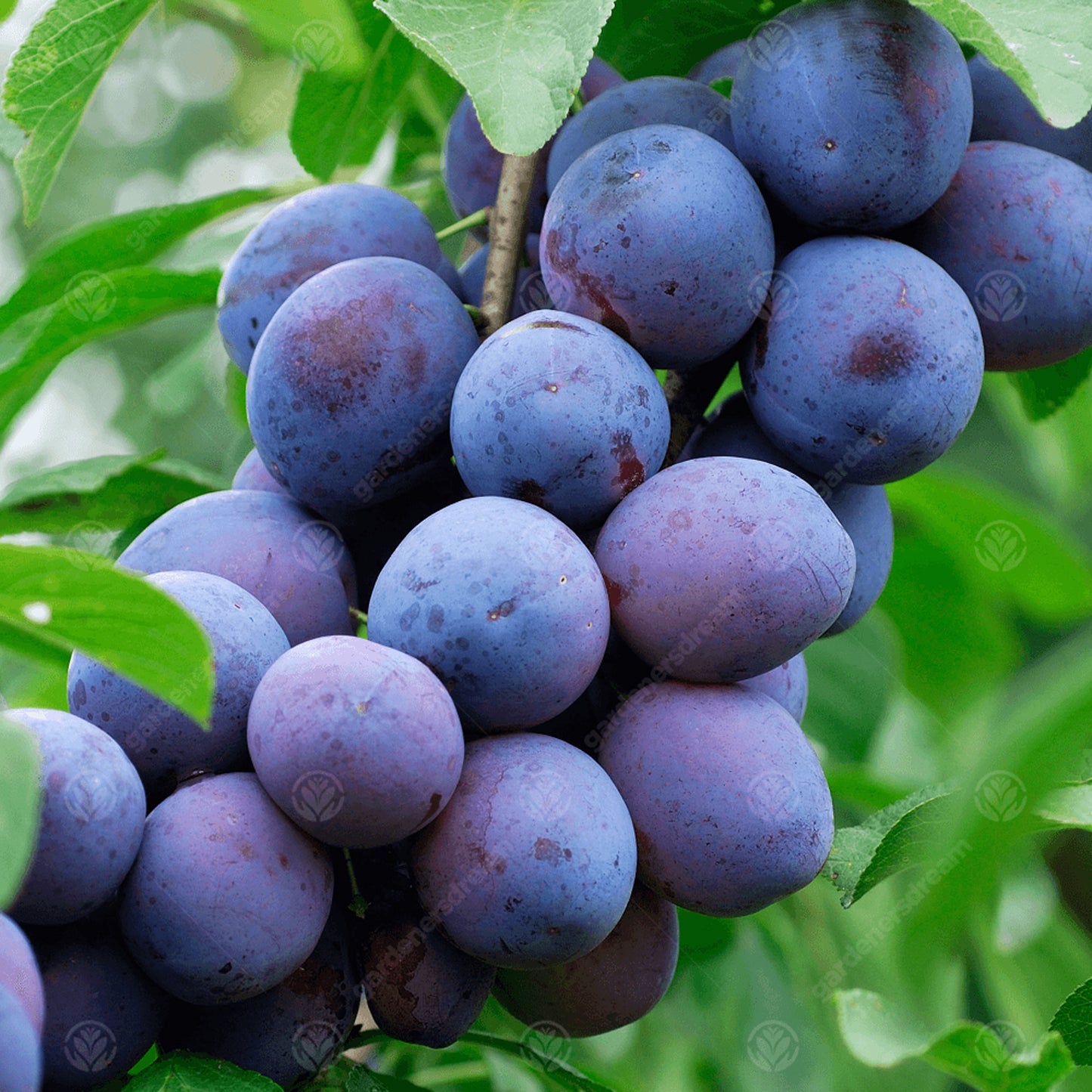 Plum Czar Tree (7.5L, 4-5ft)