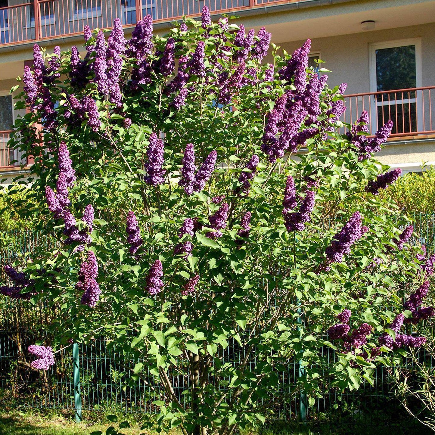 Syringa Andenken an Ludwig Späth (10L, 5-6ft)
