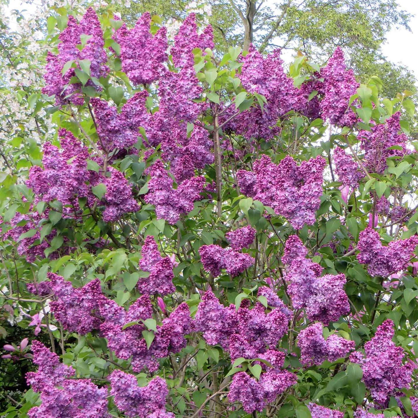 Syringa Charles Joly (10L, 5-6ft)