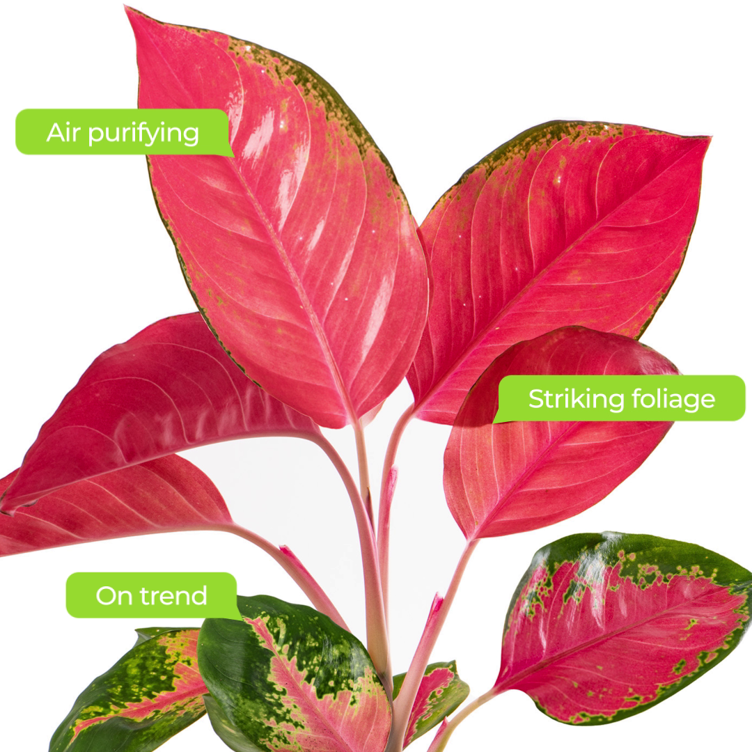 Aglaonema Red Zirkon