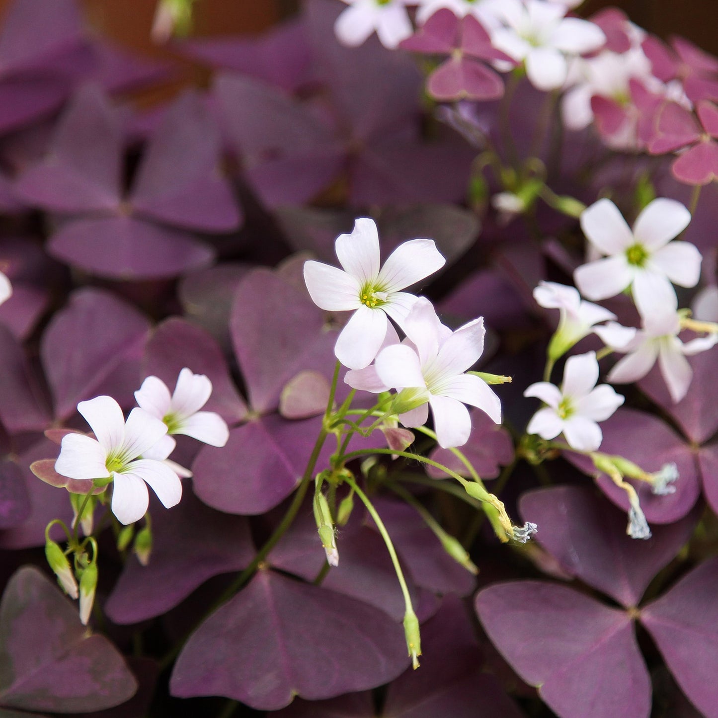 Oxalis Triangularis Ikigai