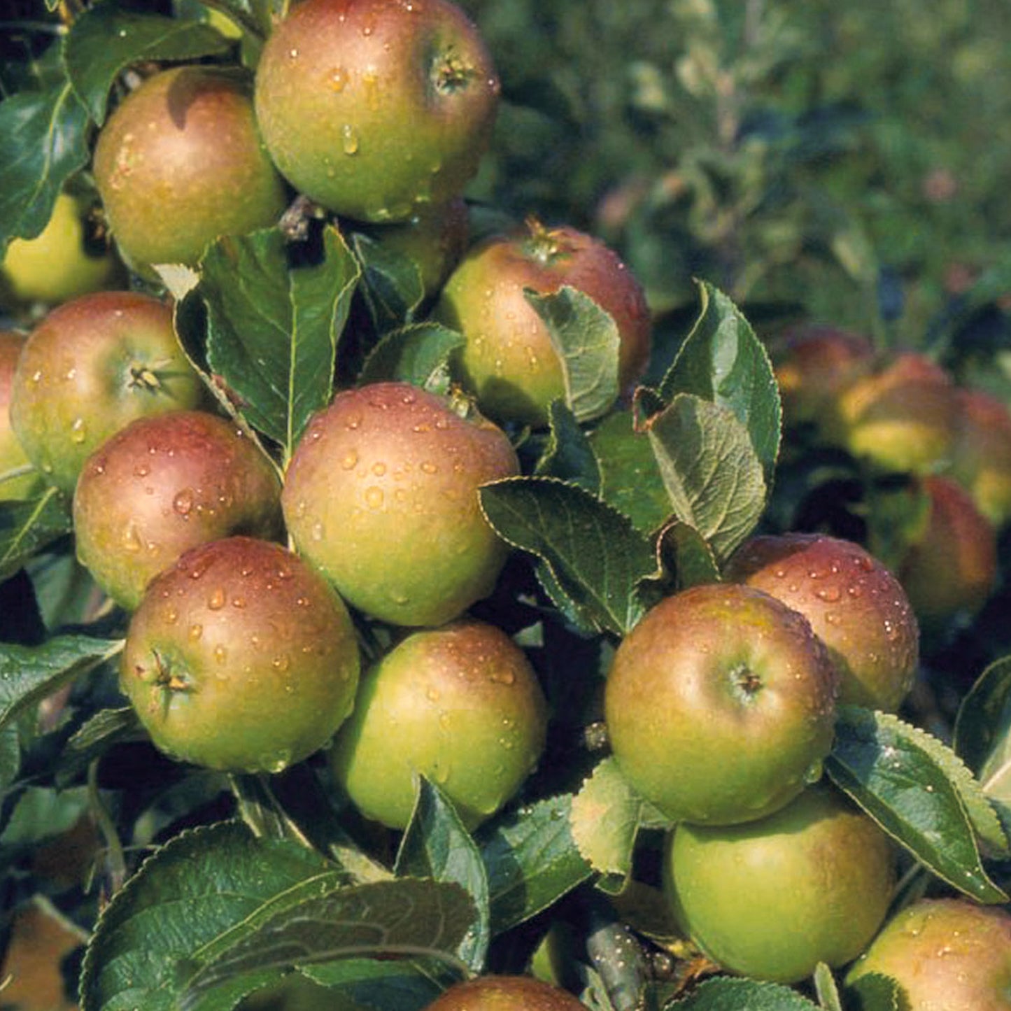 Apple Cox's Orange Pippen Tree (7.5L, 4-5ft)