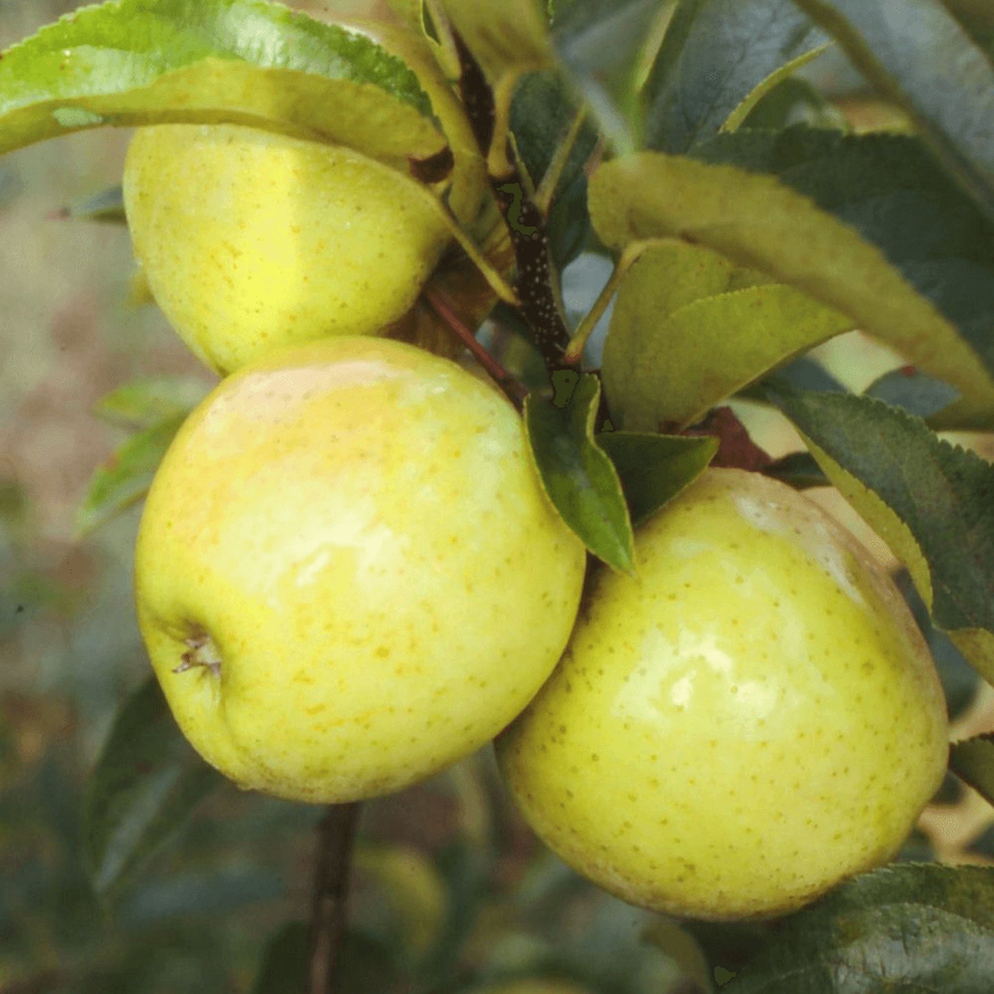 Apple Golden Delicious Tree (7.5L, 4-5ft)