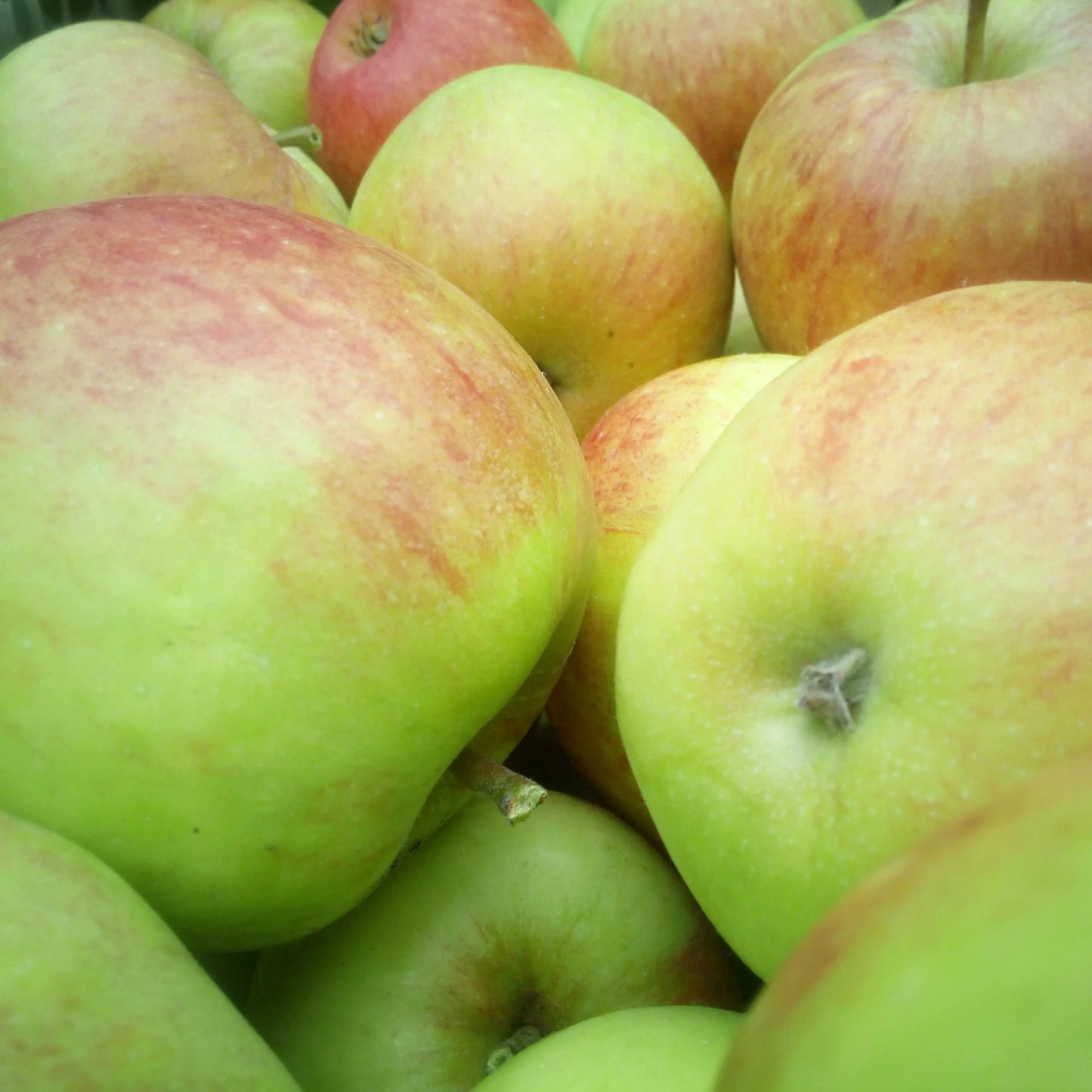 Apple James Grieve Tree (7.5L, 4-5ft)