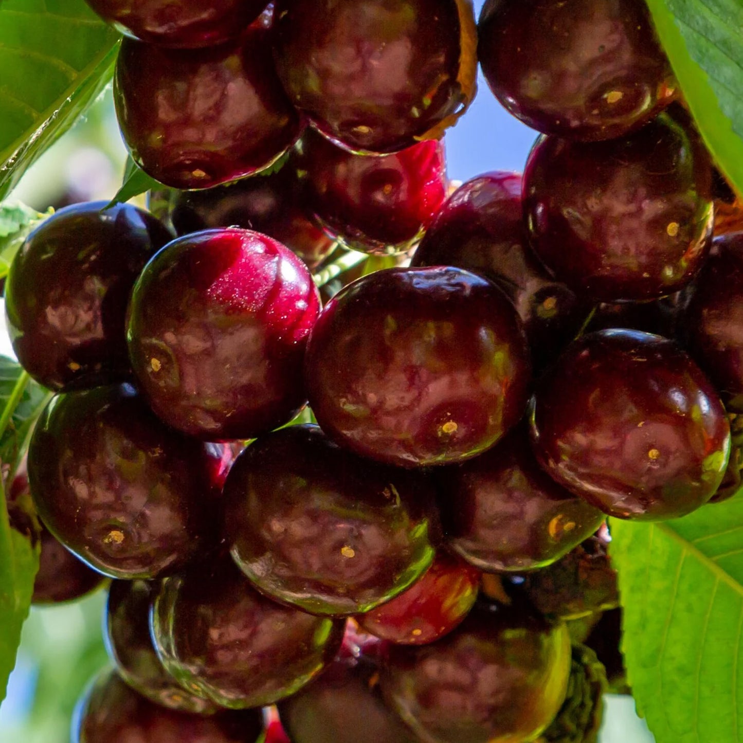 Cherry Duo Tree (7.5L, 4-5ft)