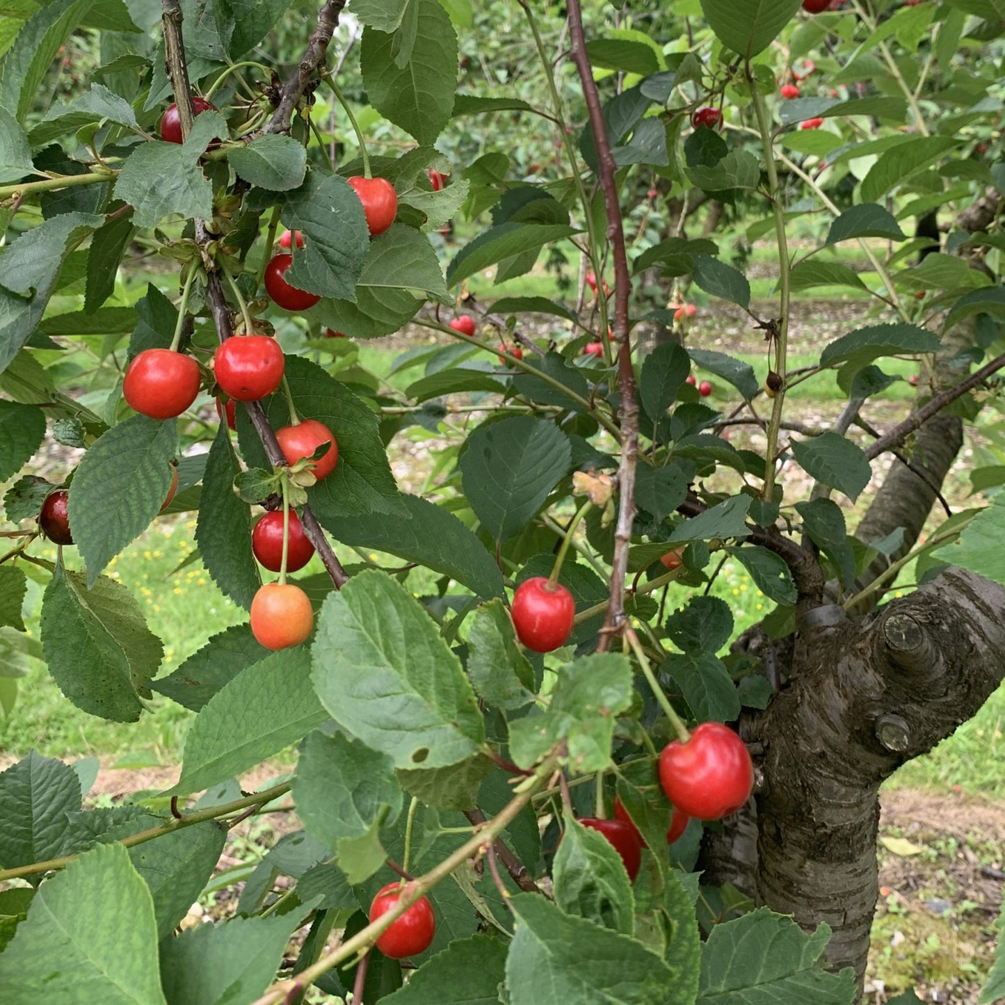 Cherry Morello Tree (7.5L, 4-5ft)