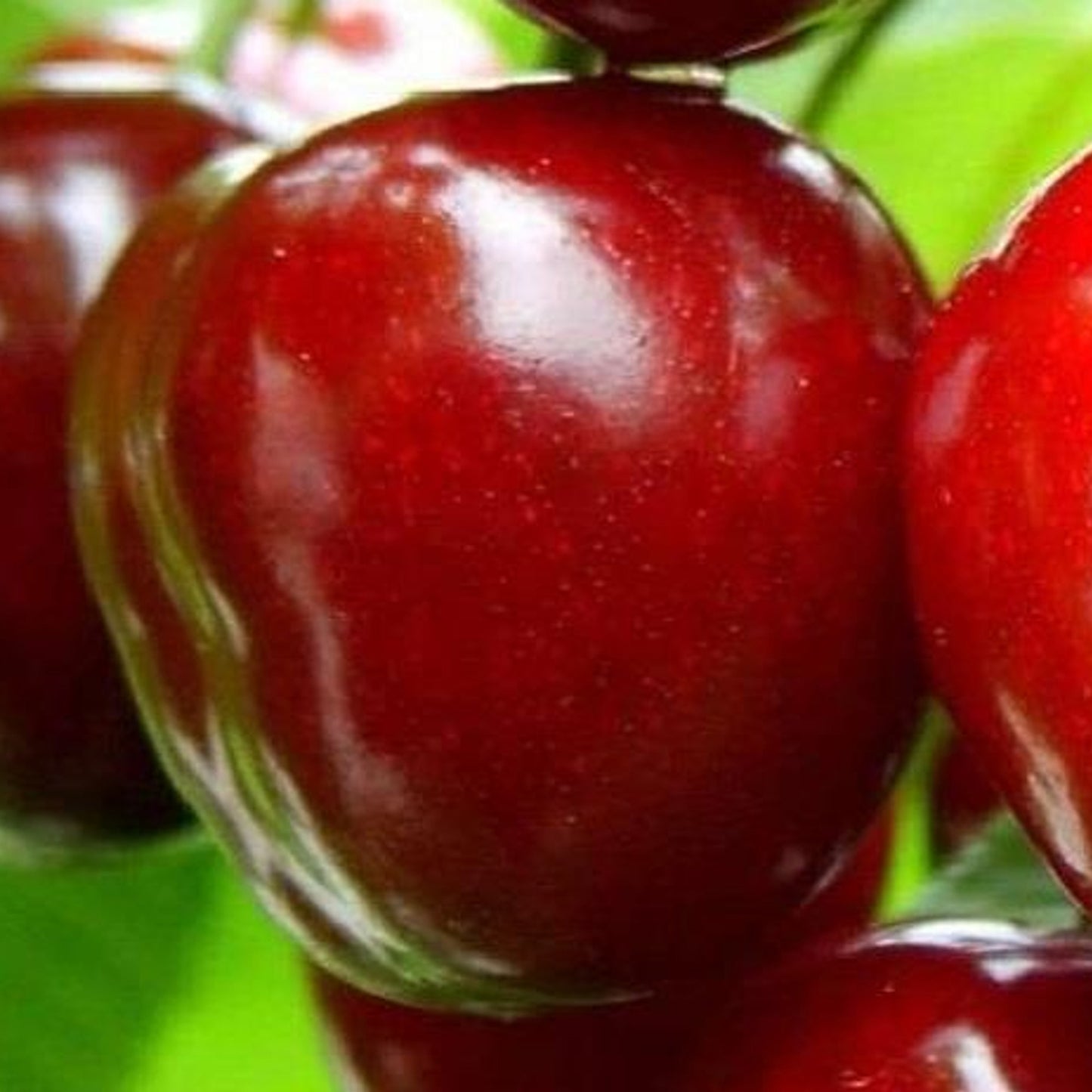 Cherry Sunburst Tree (7.5L, 4-5ft)