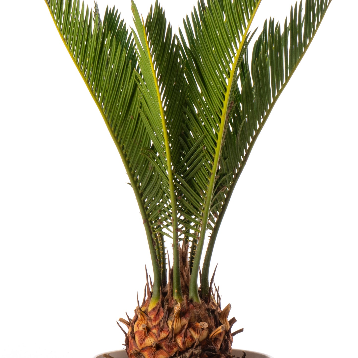 Palm Mix (Cycas Revoluta,  Livistona Rotundifolia, Areca Palm 12cm)