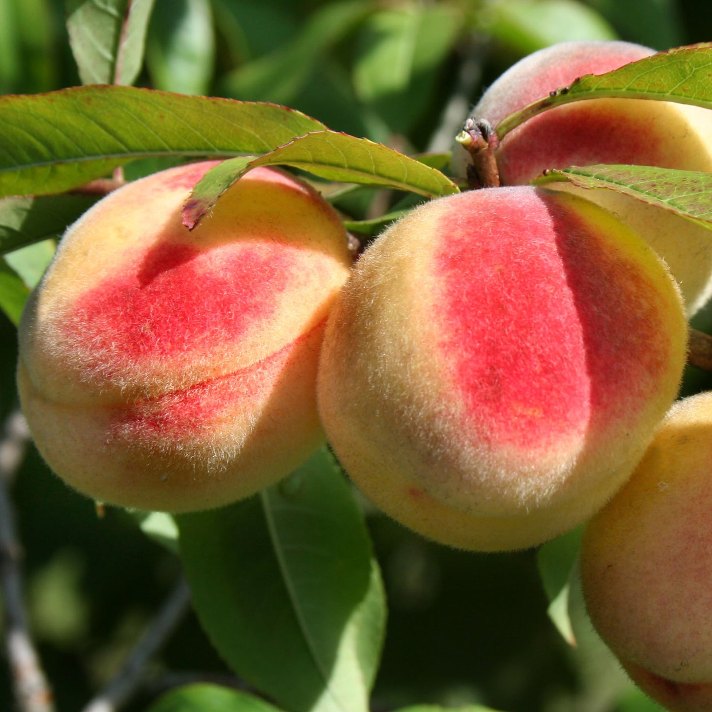 Peach Persica Tree (7.5L, 4-5ft)