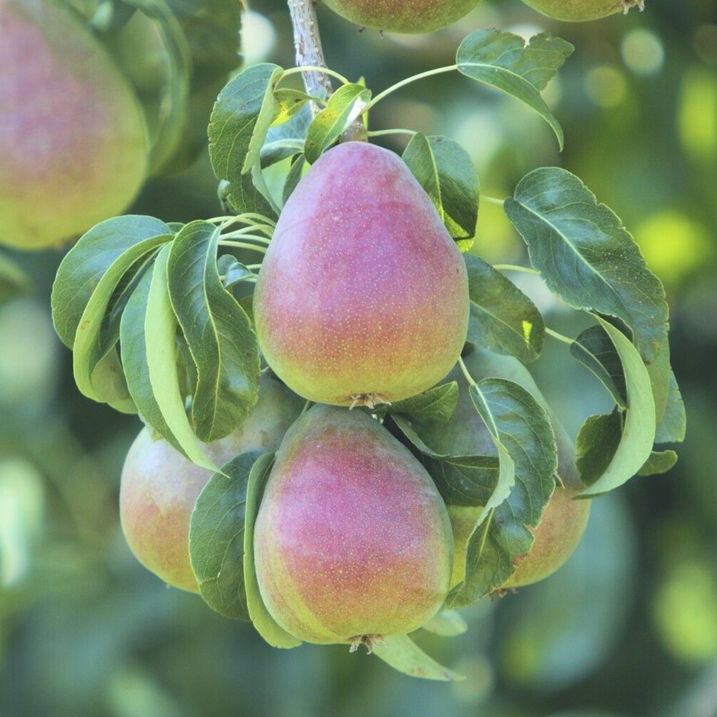 Pear Beurre Hardy Tree (7.5L, 4-5ft)