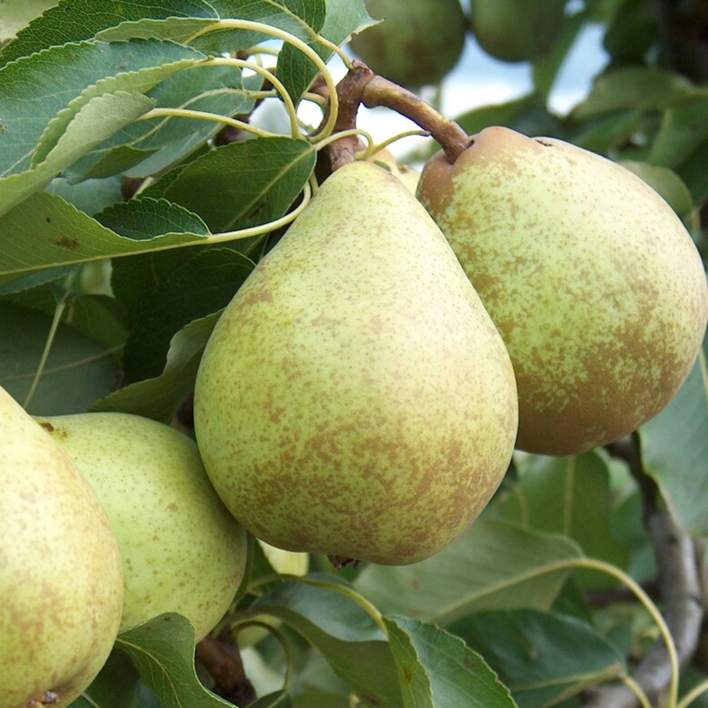 Pear Concorde Tree (7.5L, 4-5ft)