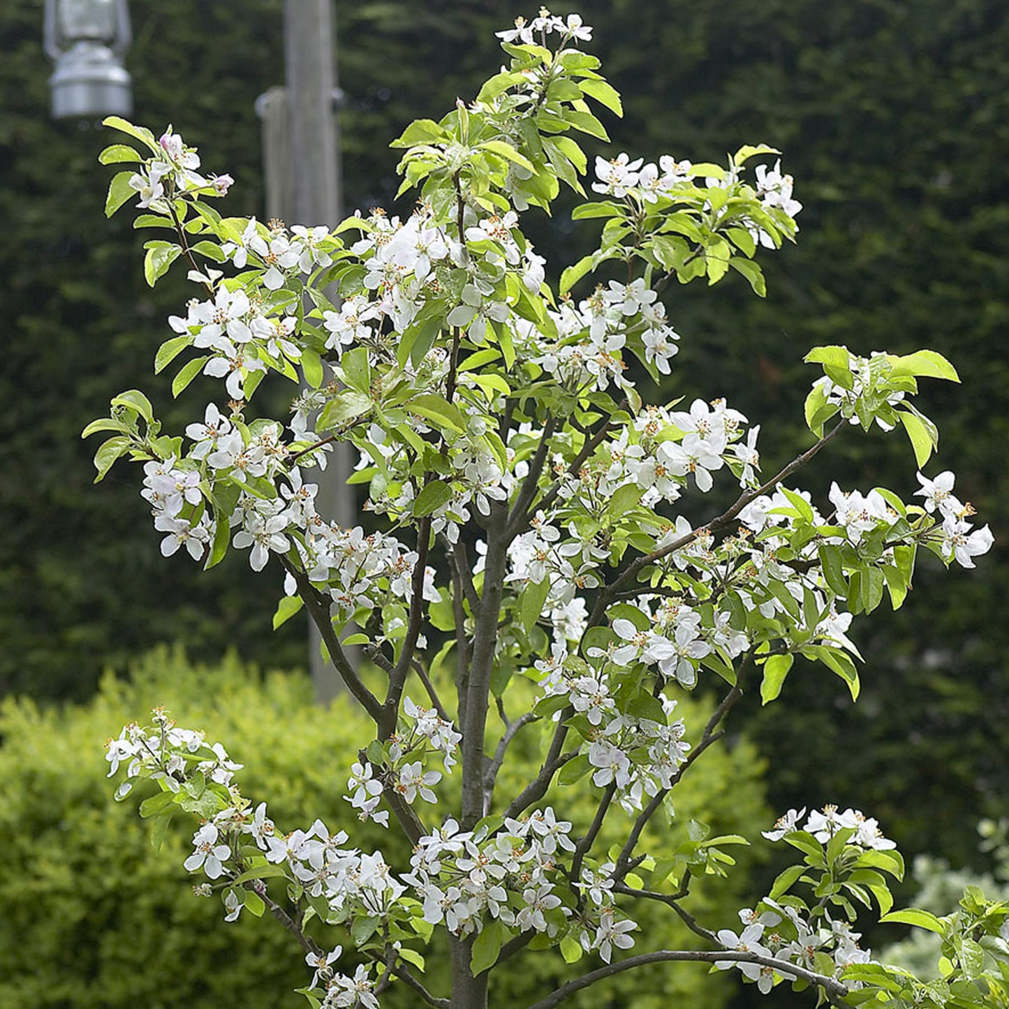 Plum Czar Tree (7.5L, 4-5ft)
