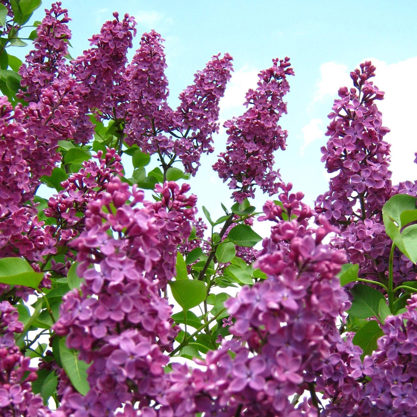 Syringa Andenken an Ludwig Späth (10L, 5-6ft)