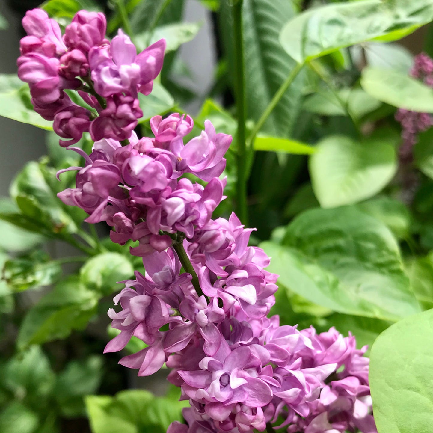 Syringa Charles Joly (10L, 5-6ft)