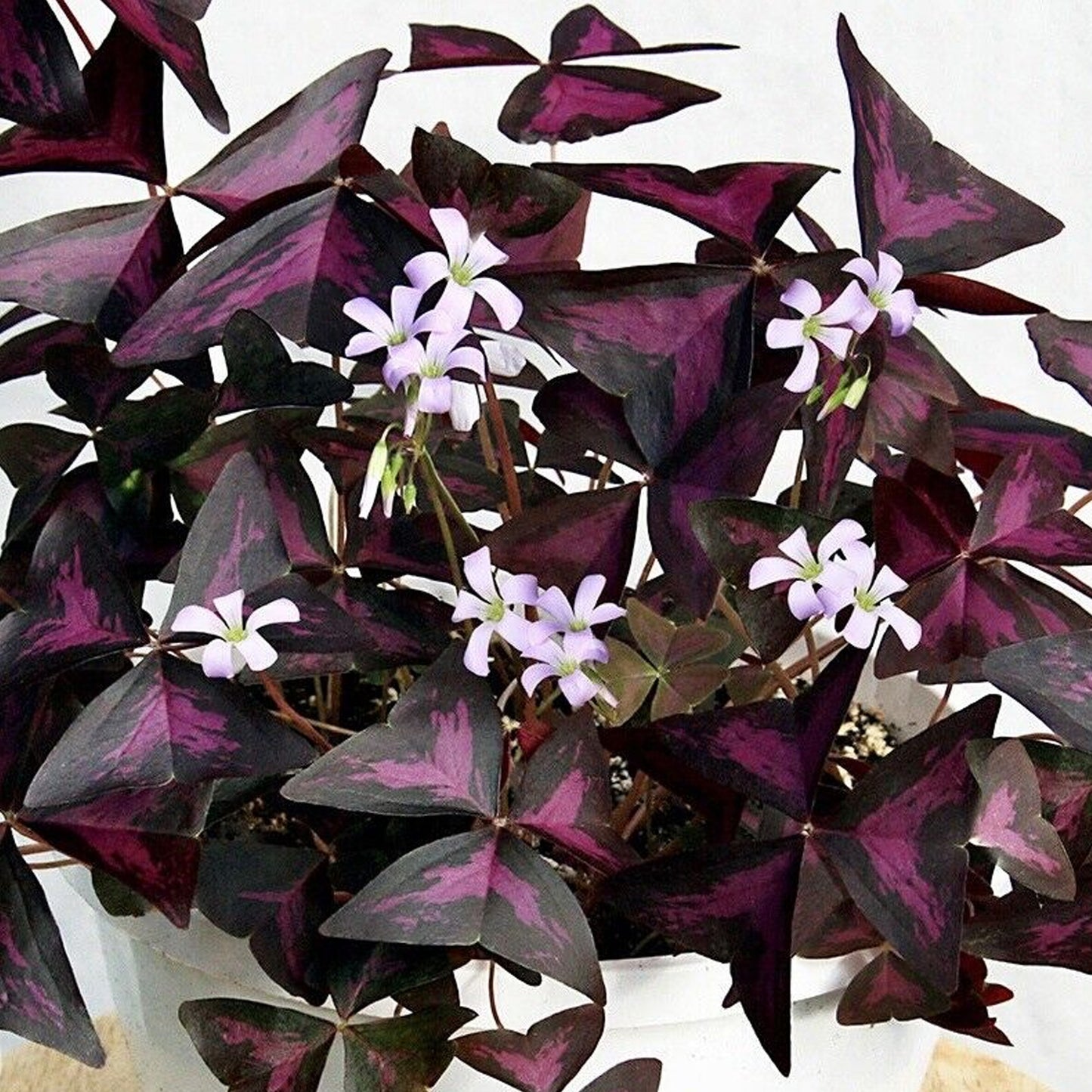 Oxalis Triangularis Ikigai