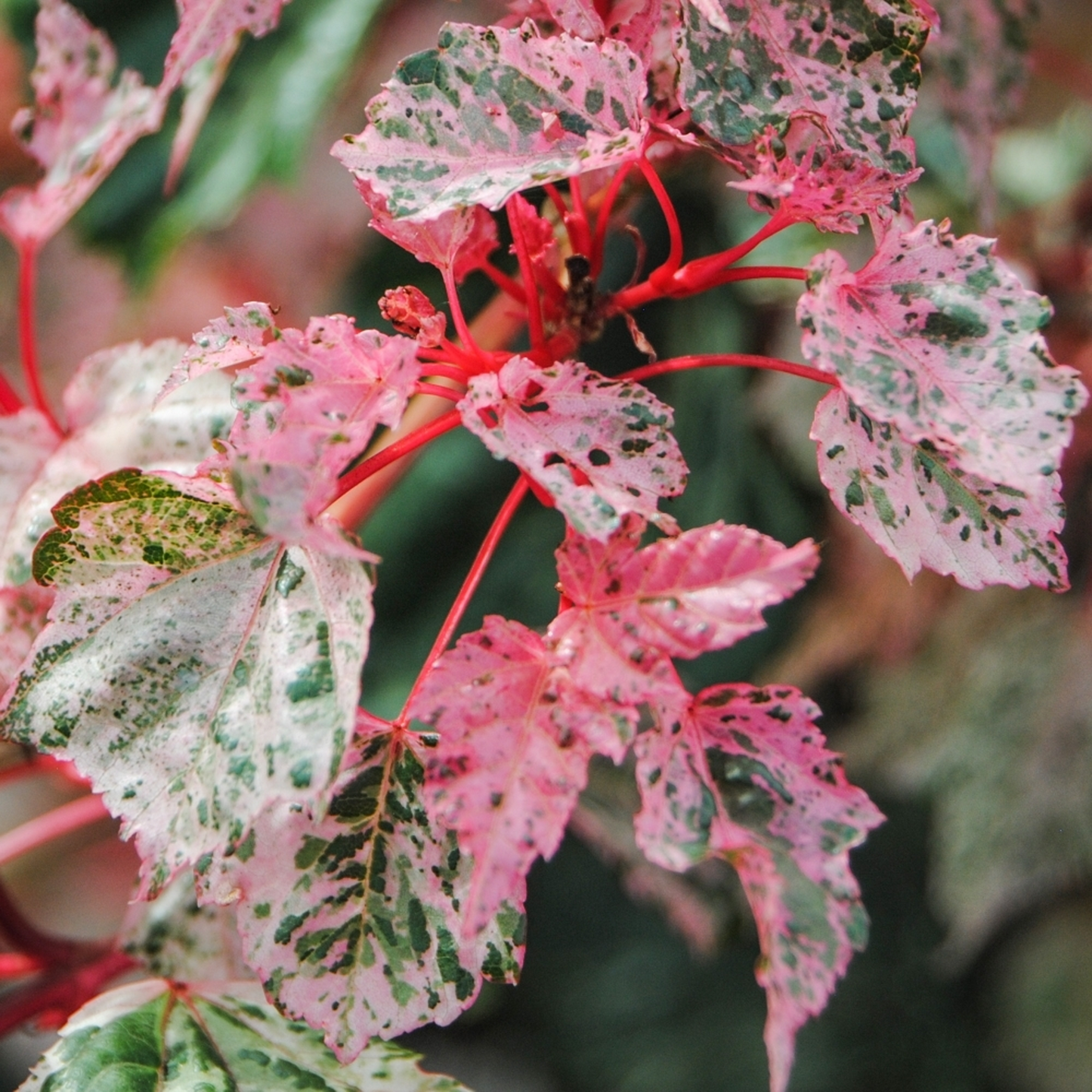 Acer Red Flamingo (12L, 5-6ft)