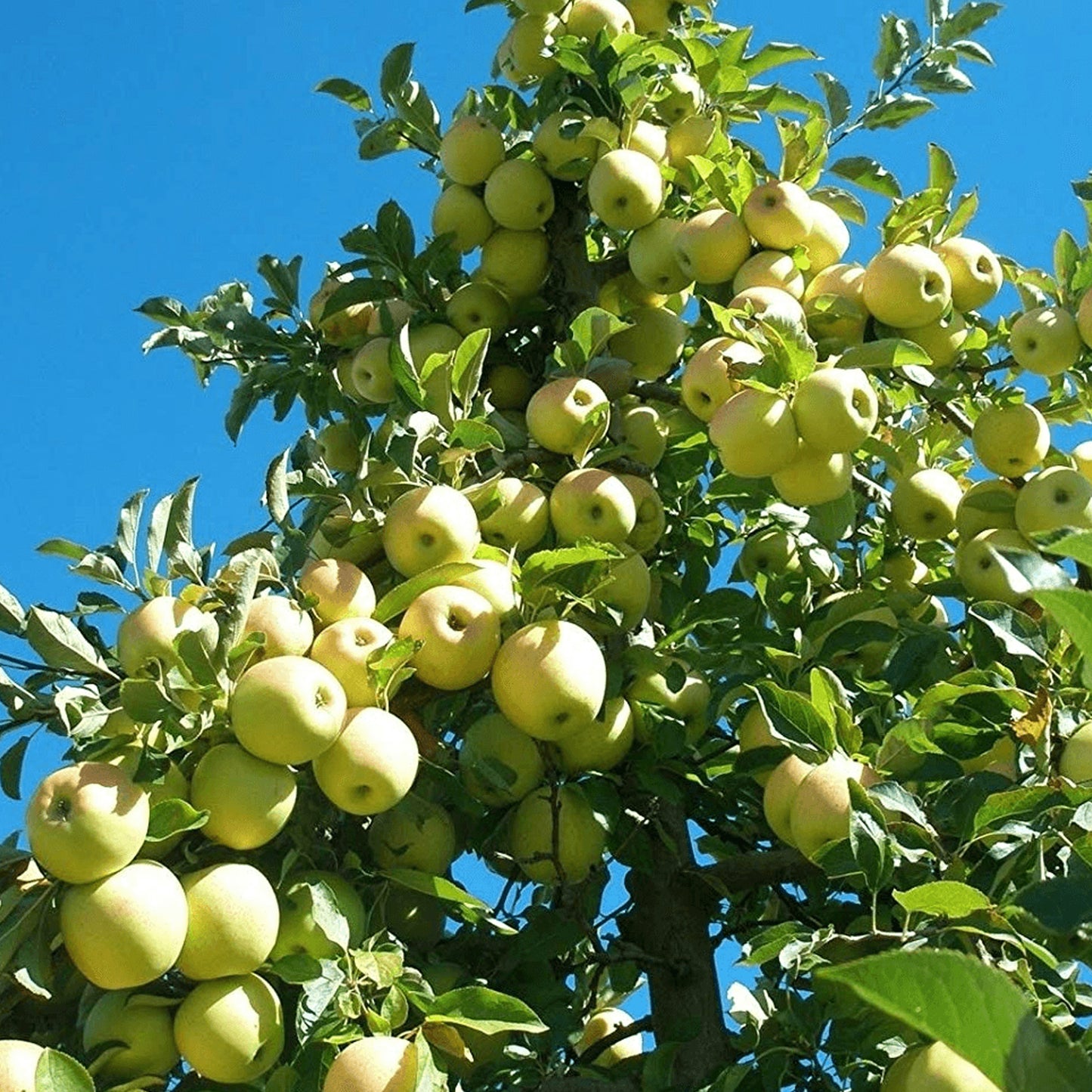 Apple Golden Delicious Tree (7.5L, 4-5ft)
