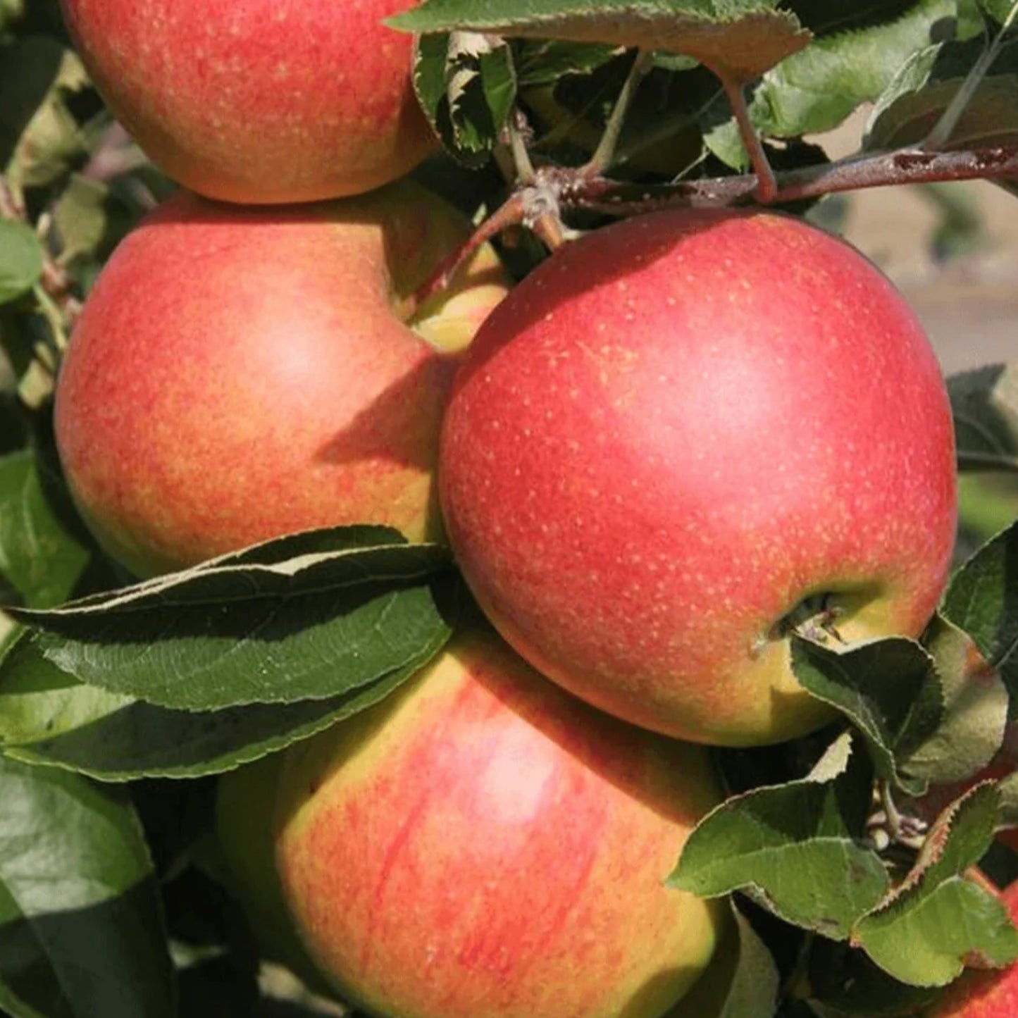 Apple Jonagold (7.5L, 4-5ft)