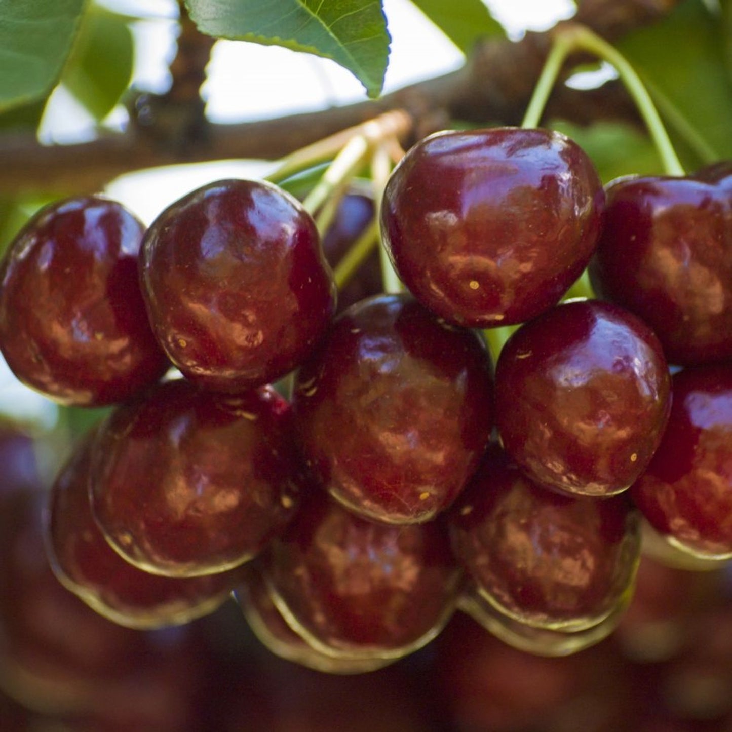 Cherry Duo Tree (7.5L, 4-5ft)