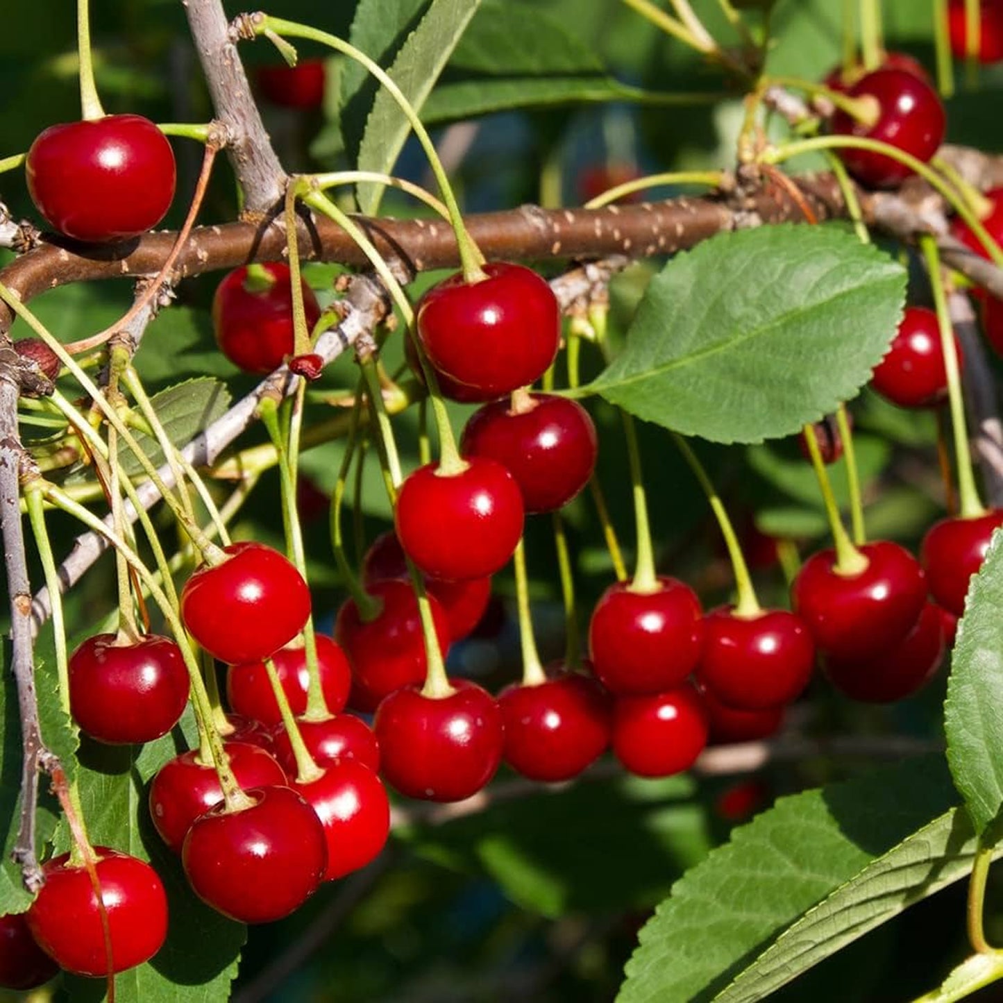Cherry Morello Tree (7.5L, 4-5ft)