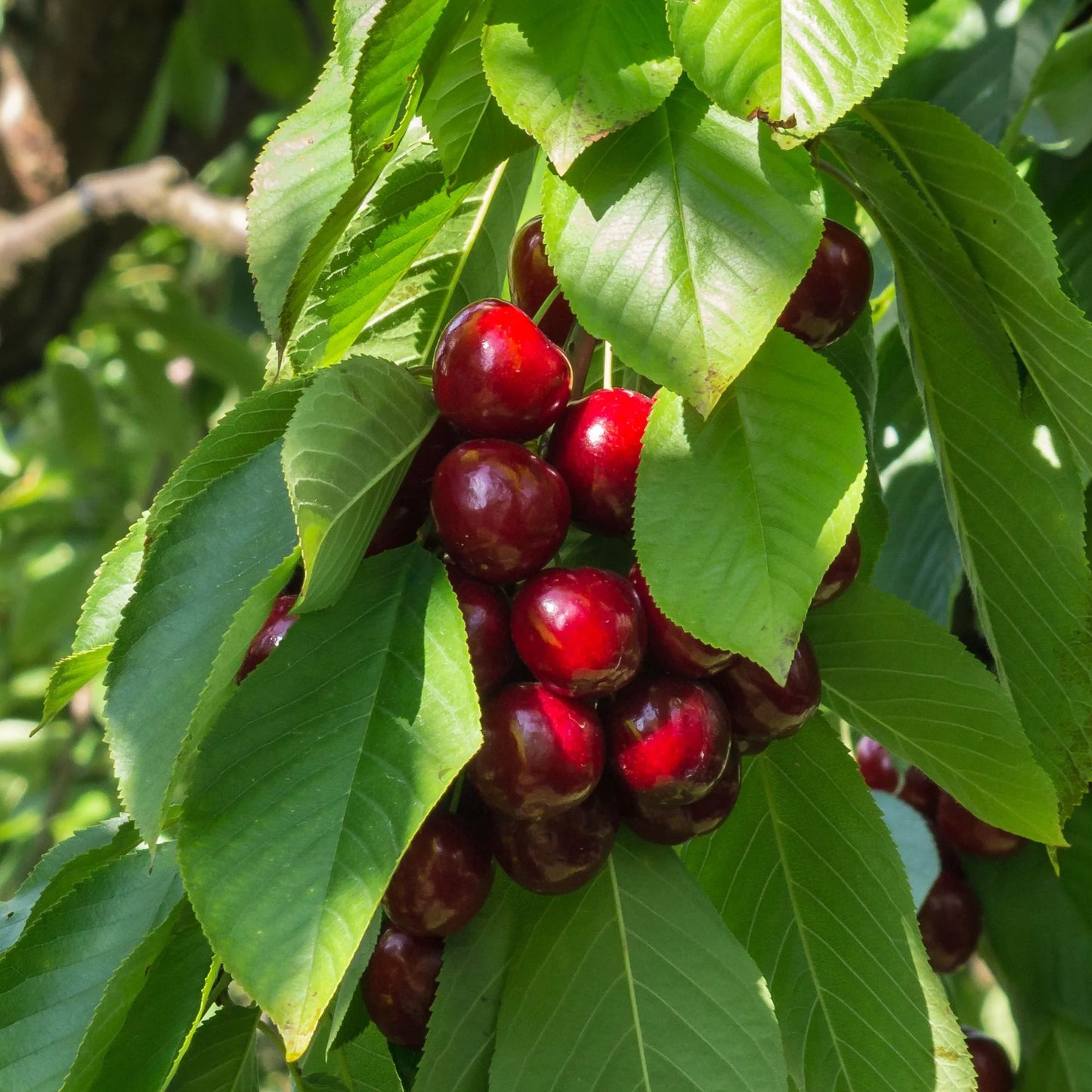 Cherry Sunburst Tree (7.5L, 4-5ft)