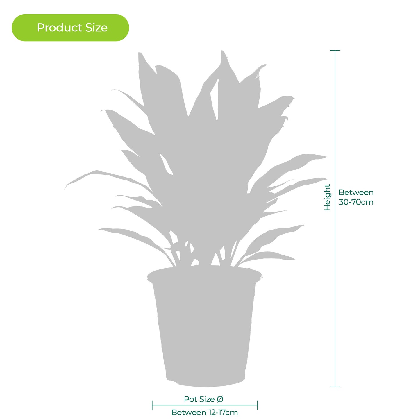 Palm Mix (Cycas Revoluta,  Livistona Rotundifolia, Areca Palm 12cm)