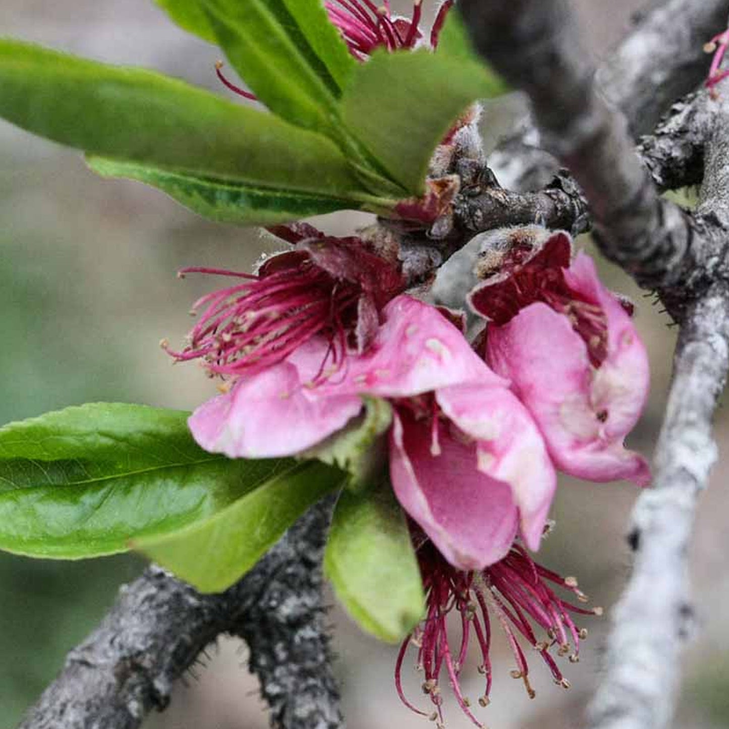 Peach Persica Tree (7.5L, 4-5ft)