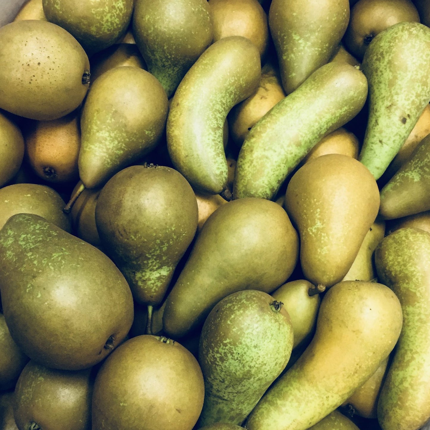 Pear Beurre Hardy Tree (7.5L, 4-5ft)