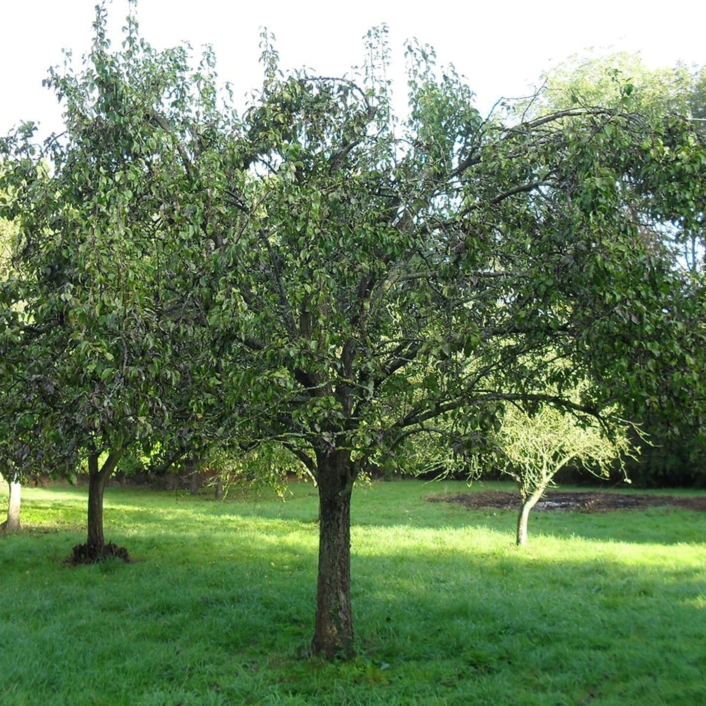 Pear Conference Tree (7.5L, 4-5ft)
