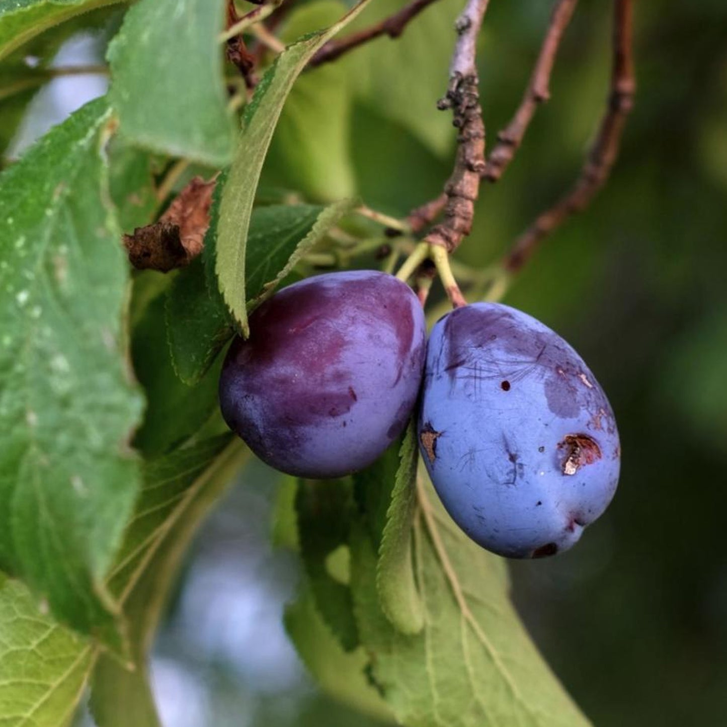 Plum Czar Tree (7.5L, 4-5ft)