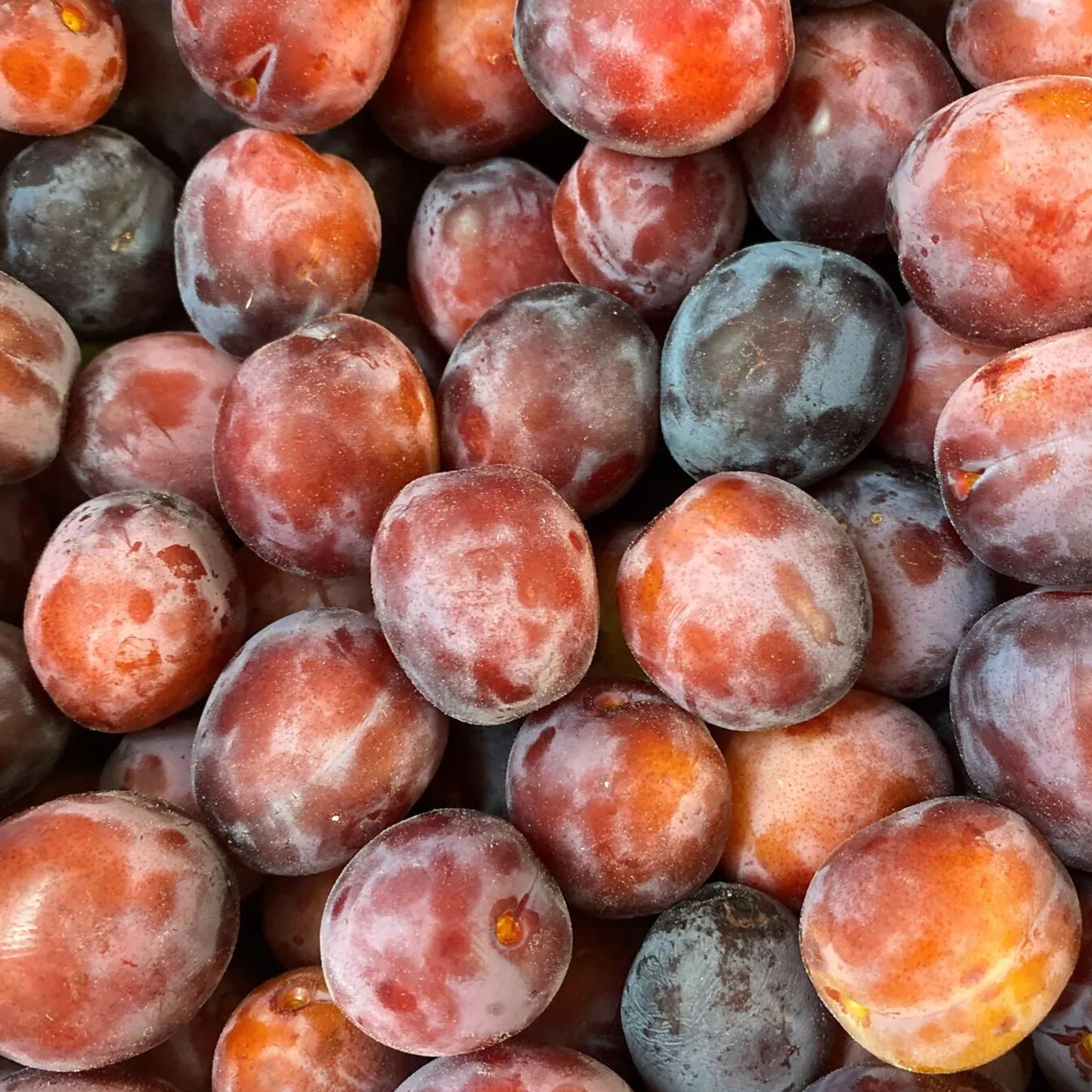 Plum Opal Tree (7.5L, 4-5ft)