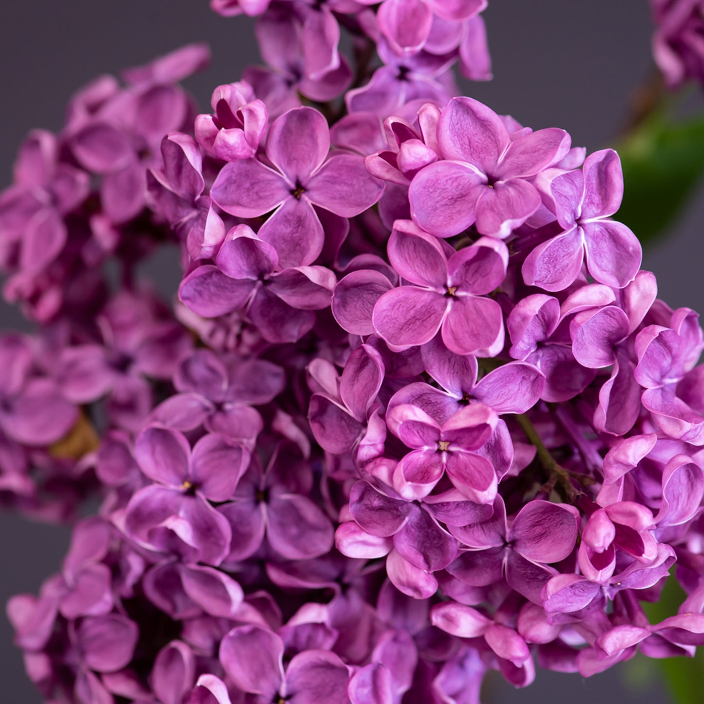 Syringa Andenken an Ludwig Späth (10L, 5-6ft)