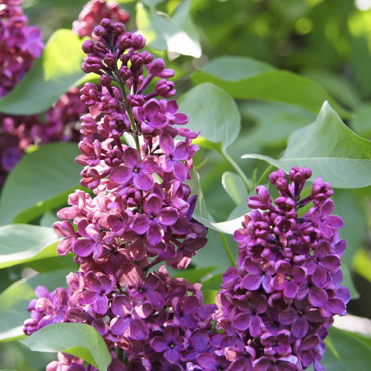 Syringa Charles Joly (10L, 5-6ft)