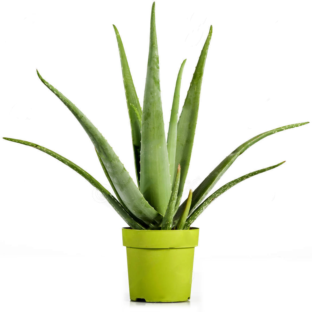 Aloe Vera (12cm) - 3 plants