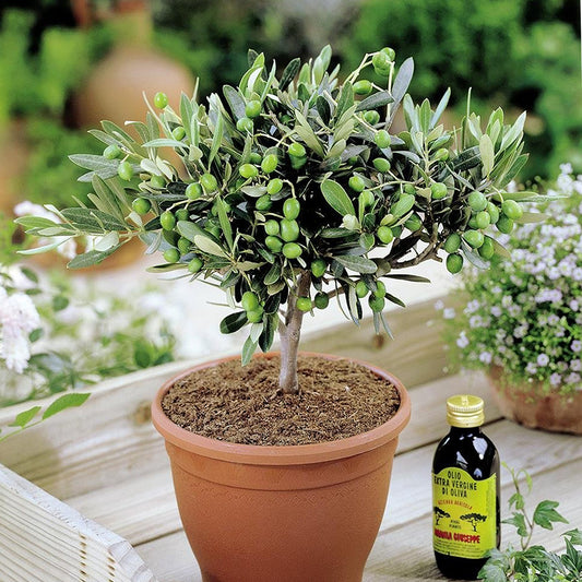 Olivia Europeana Olive tree (14cm) - 2  trees - Amazon Only