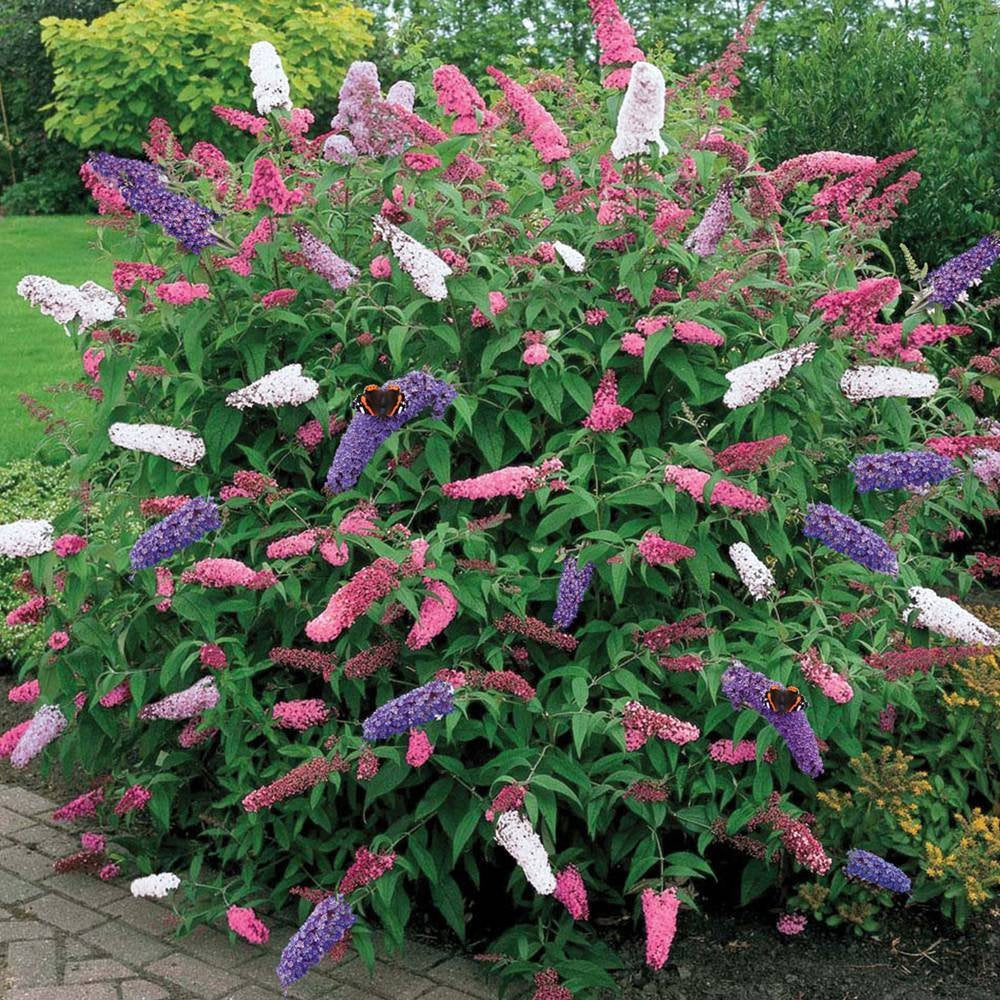 Buddleia Tricolour (2L)