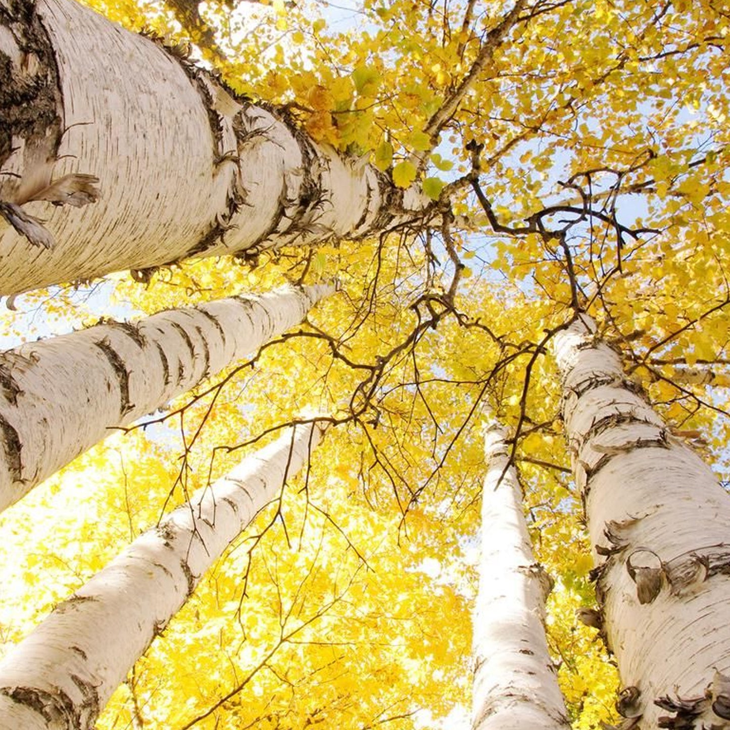 Betula Golden Beauty (12L, 5-6ft)