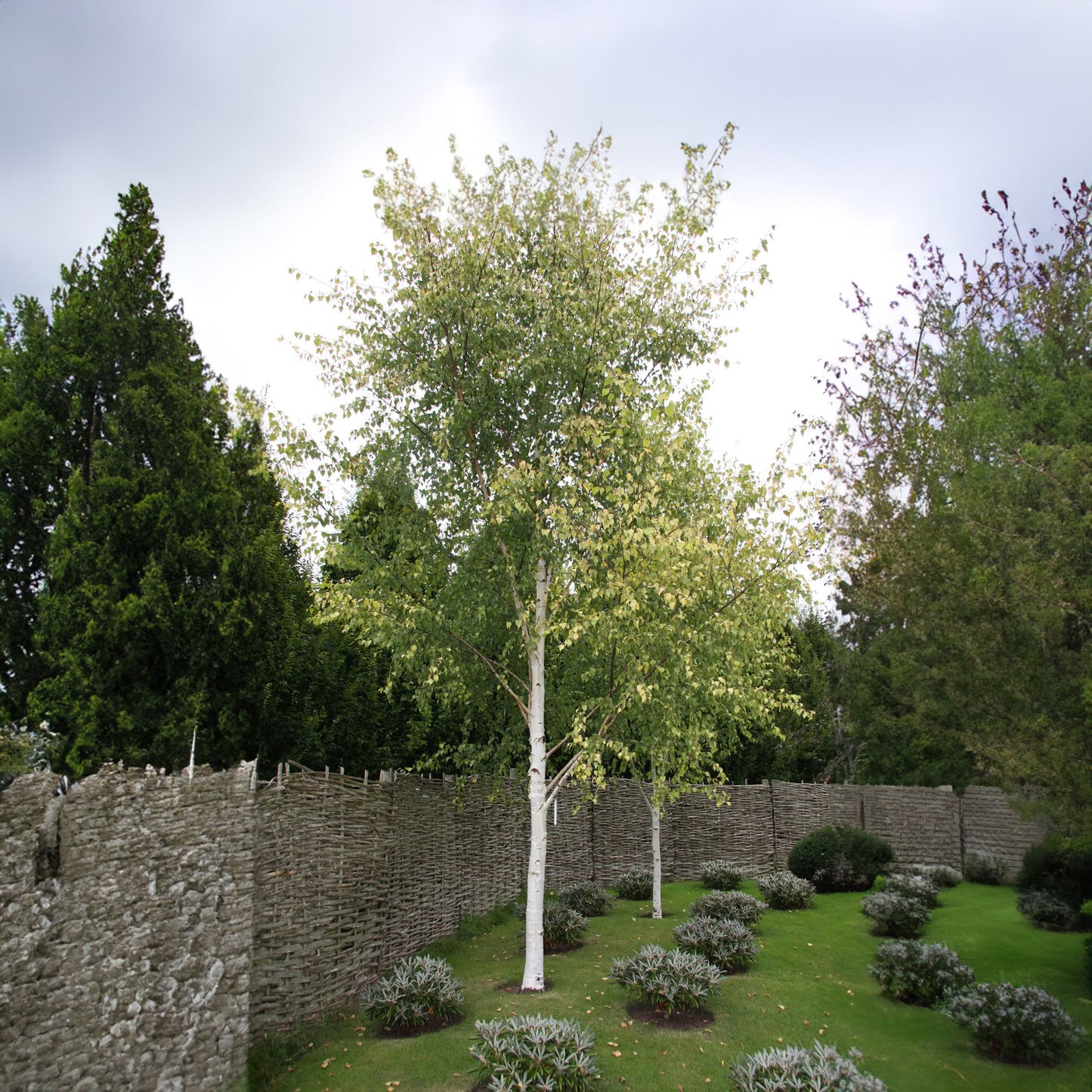 Betula Golden Beauty (12L, 5-6ft)